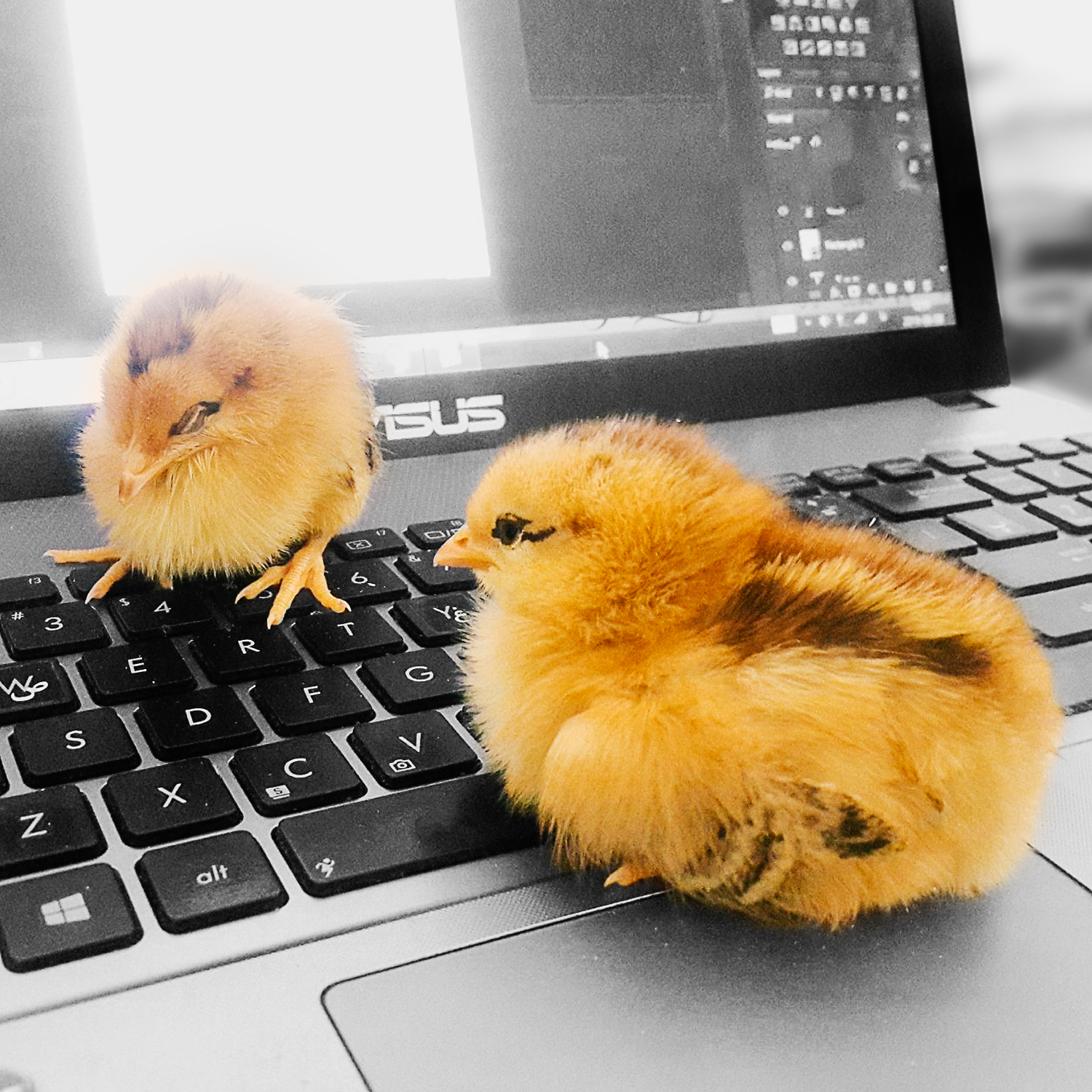 My Chickens #30