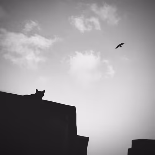 Mobile photography