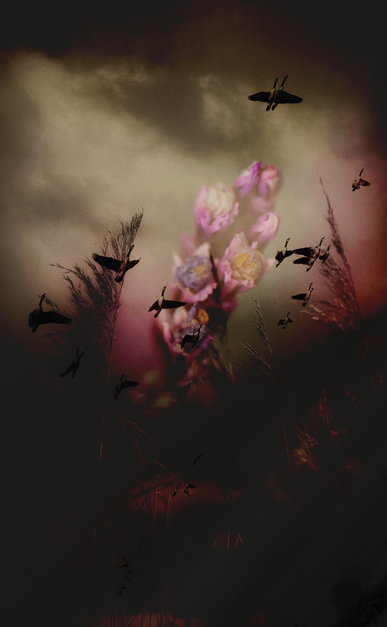 Flying Dusk #491