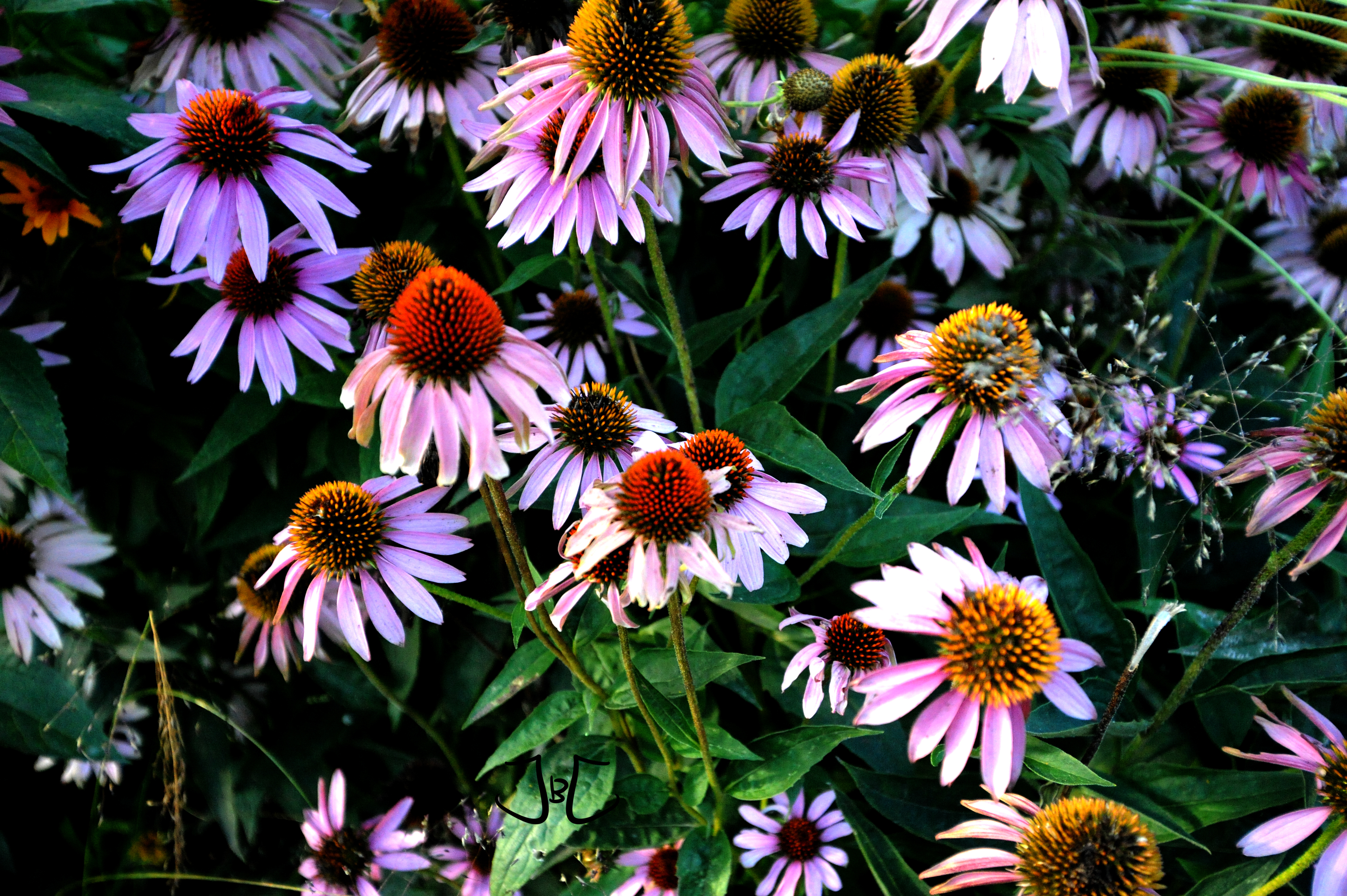 Gardens Bloom I #37