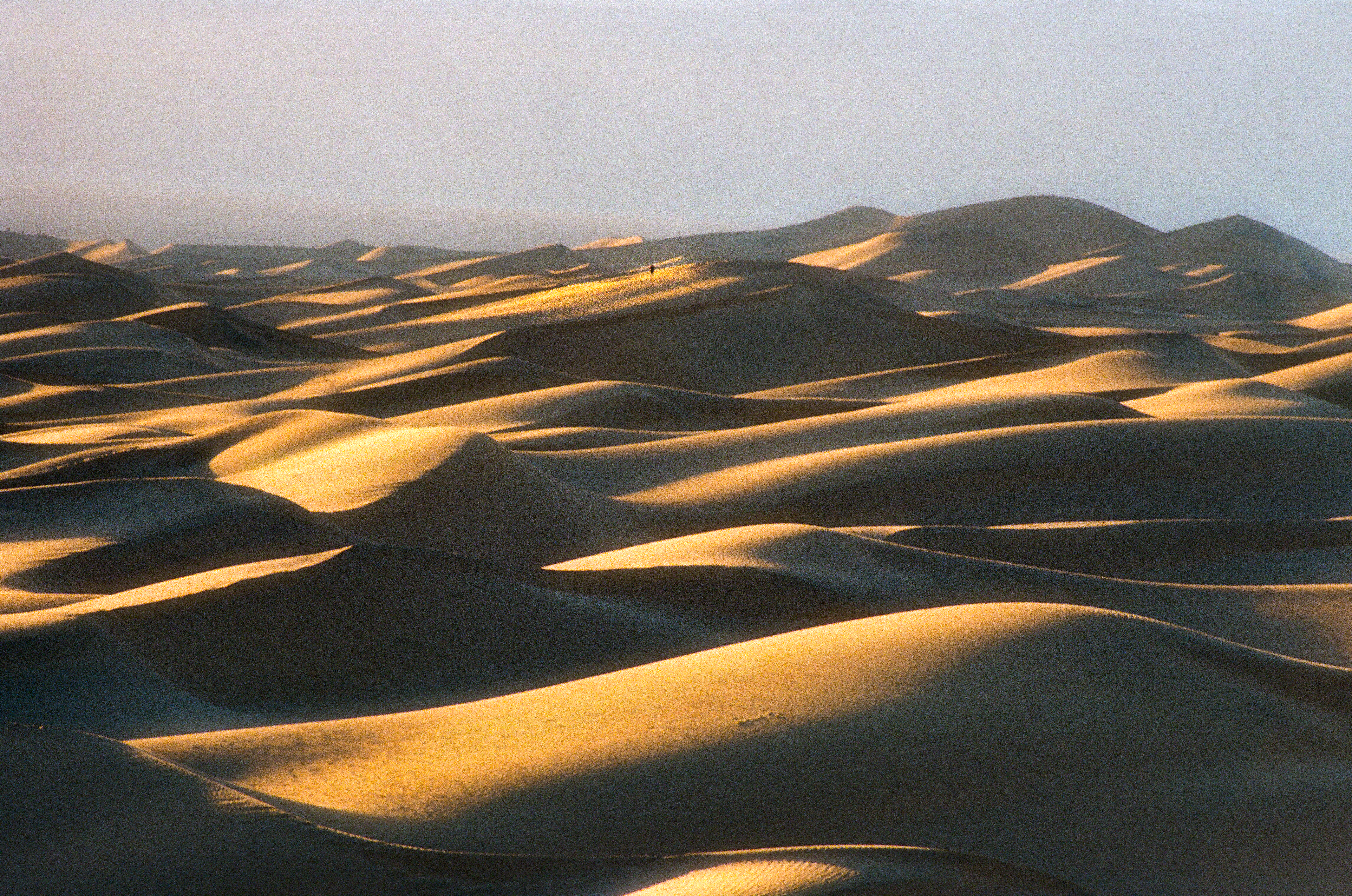 The Dune Wanderer