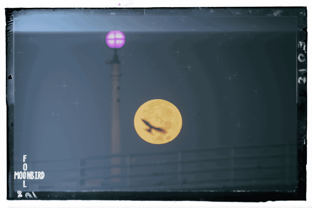 foolMOONBIRD