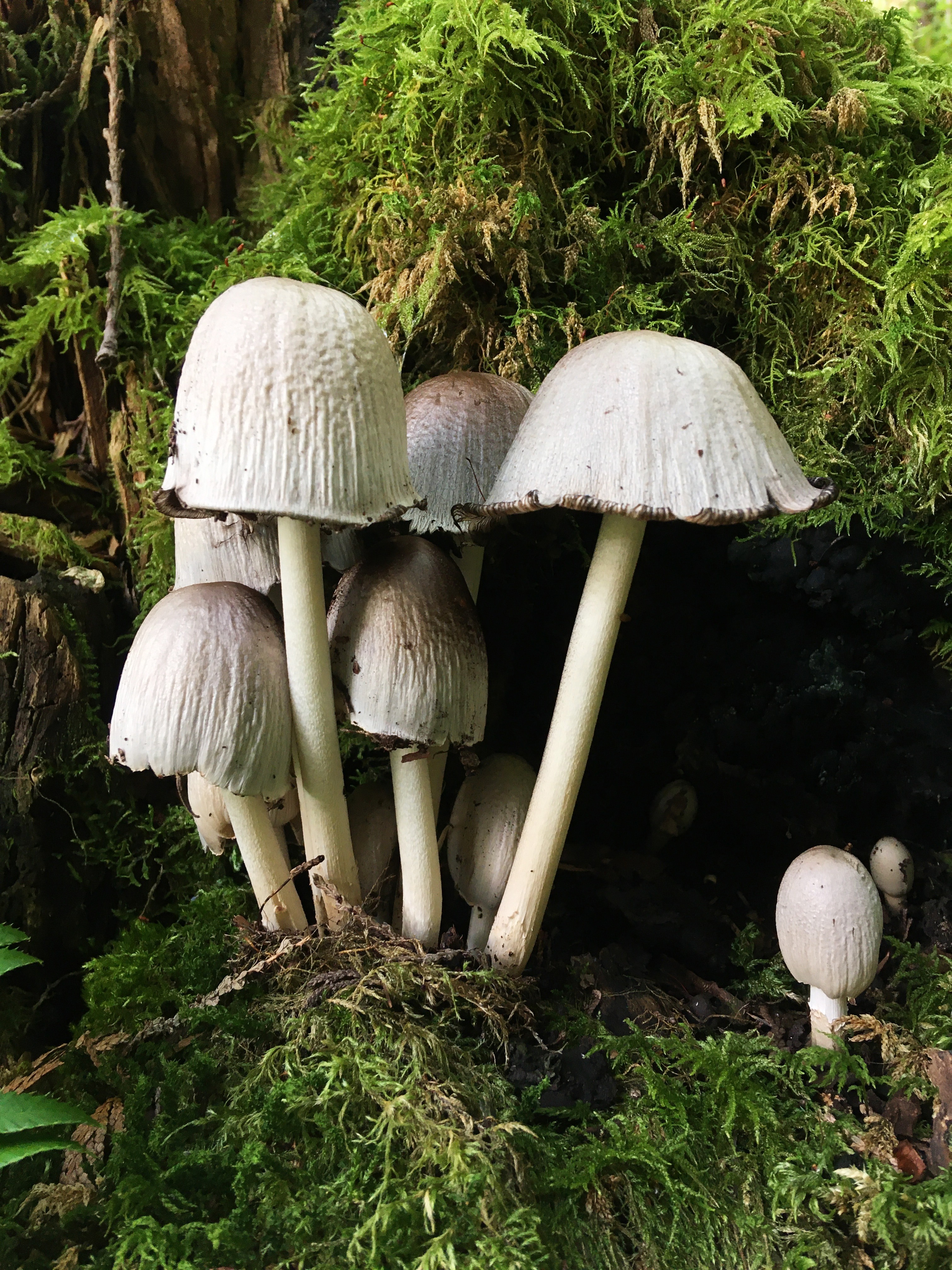 The Mushroom Family
