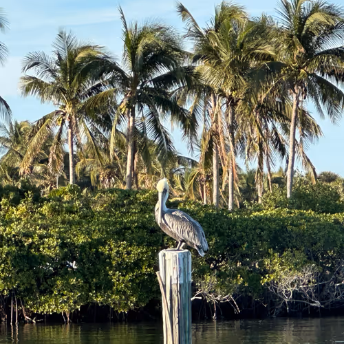Hungry Pelican #473
