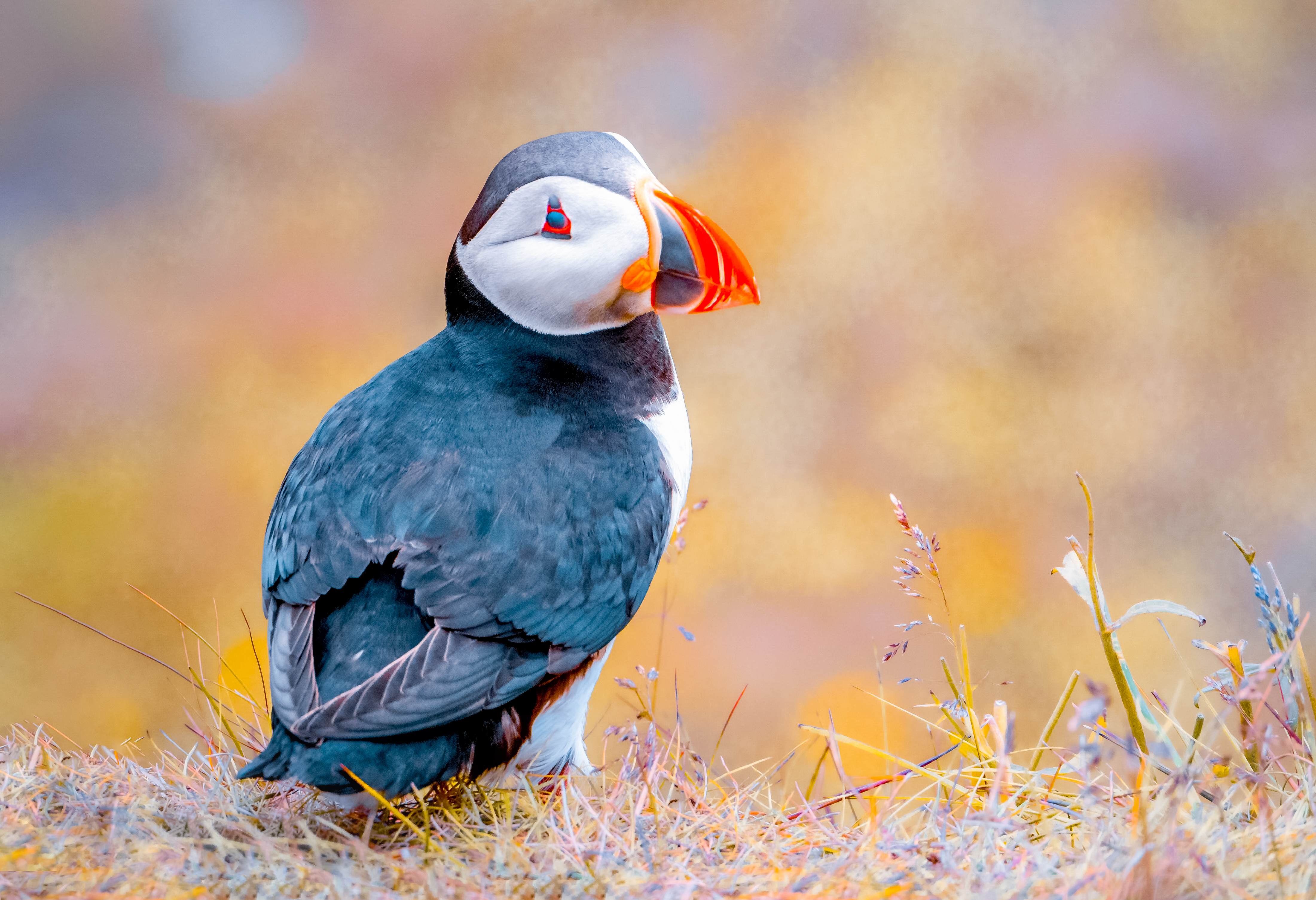 A Puffin Break #24