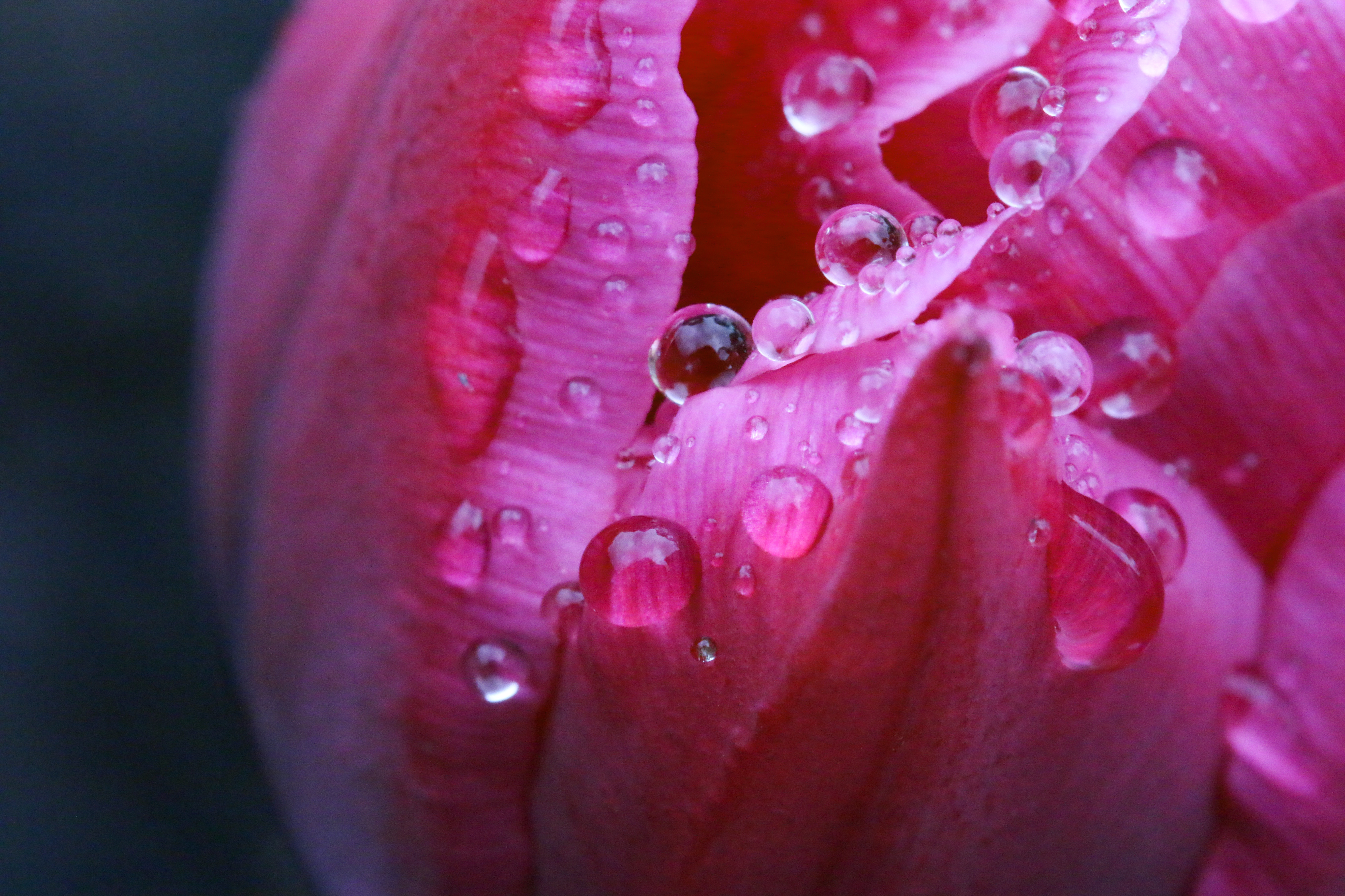 Wet tulip petals