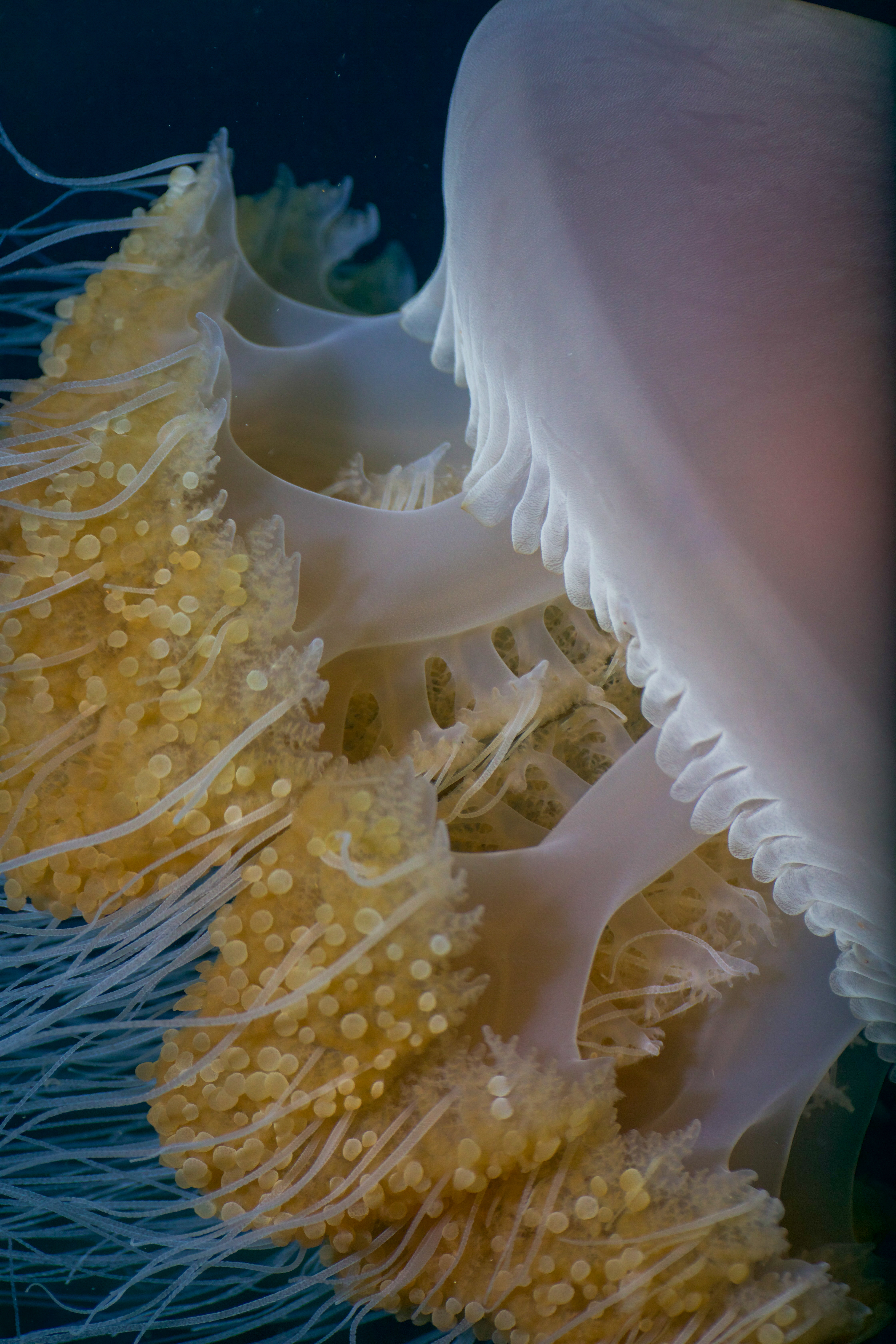 Up close and personal with a jellyfish