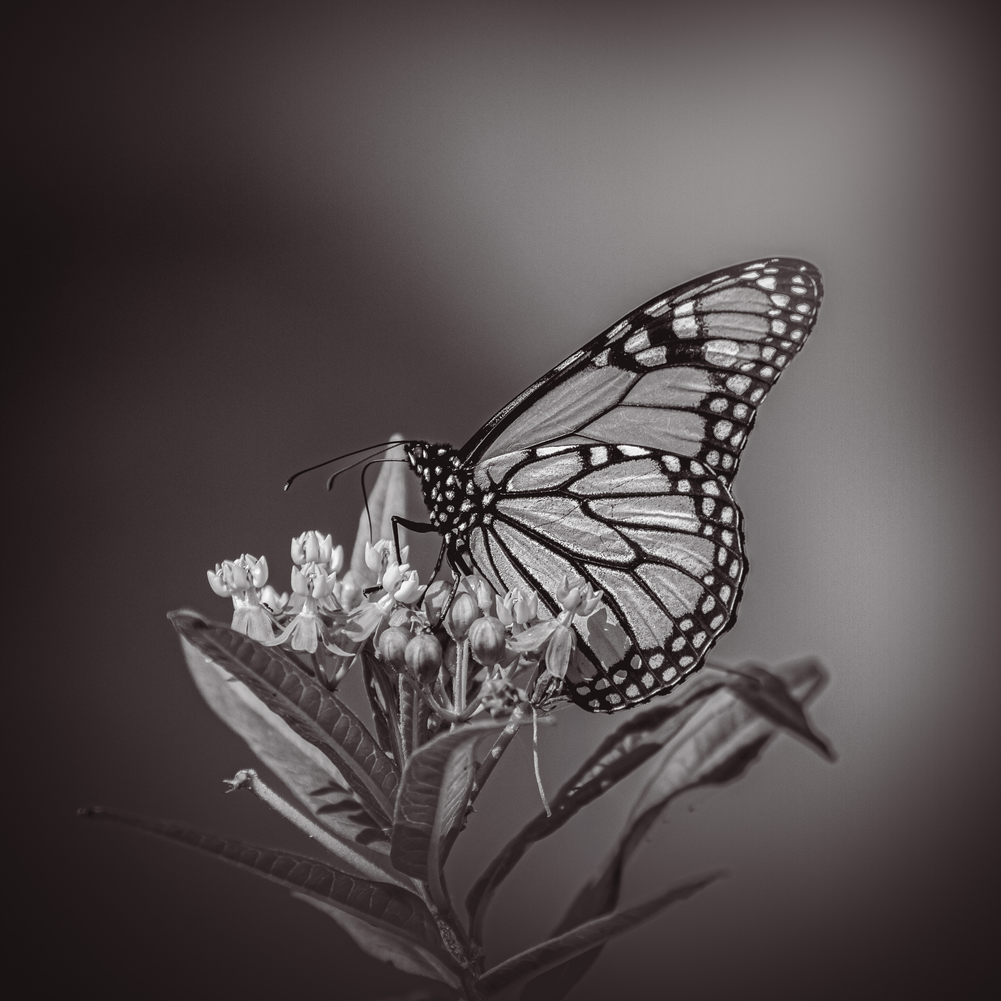 Monarch