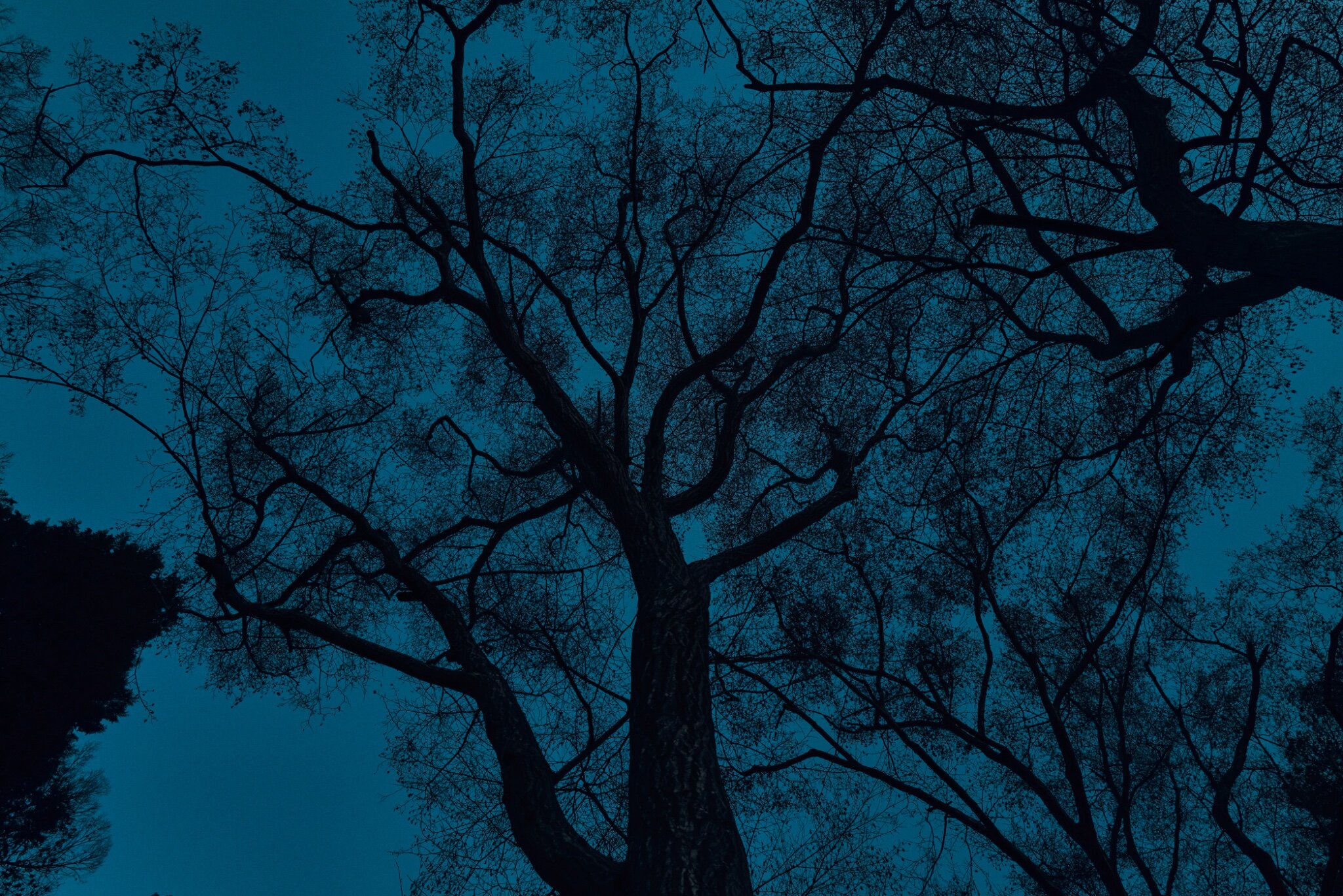 TREE # 1