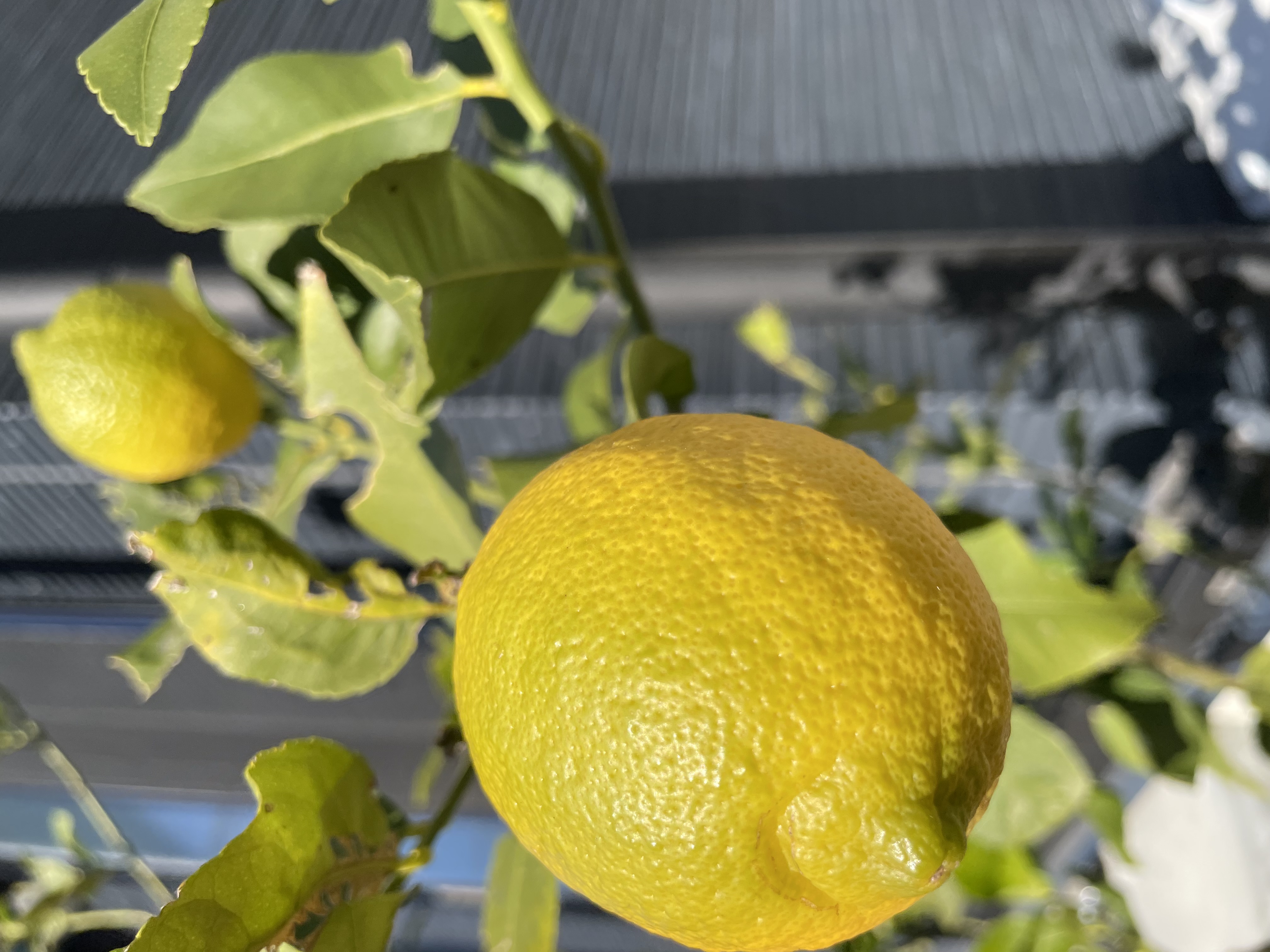 lemon #6