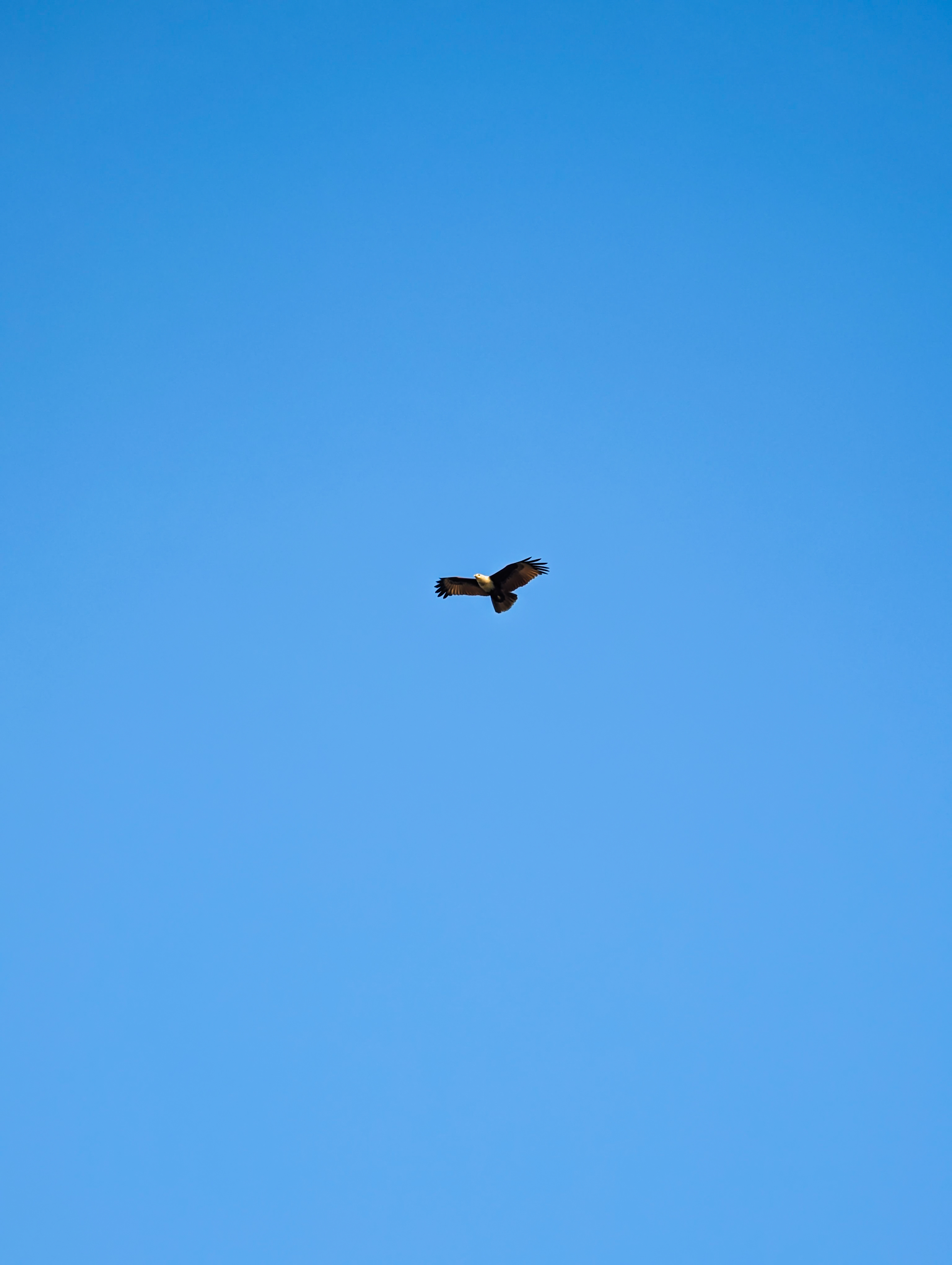 Blue Ascent #51