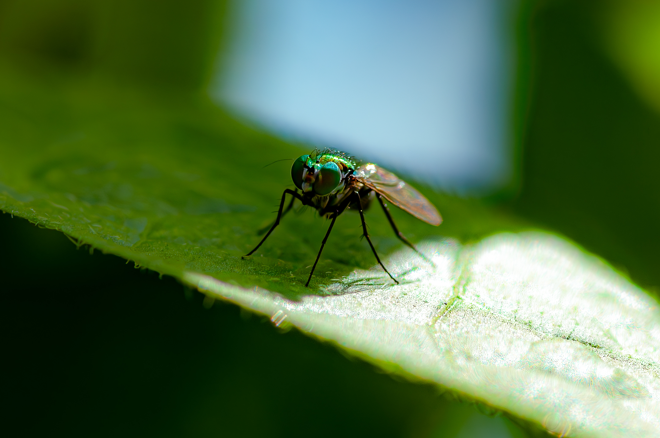 you're pretty fly