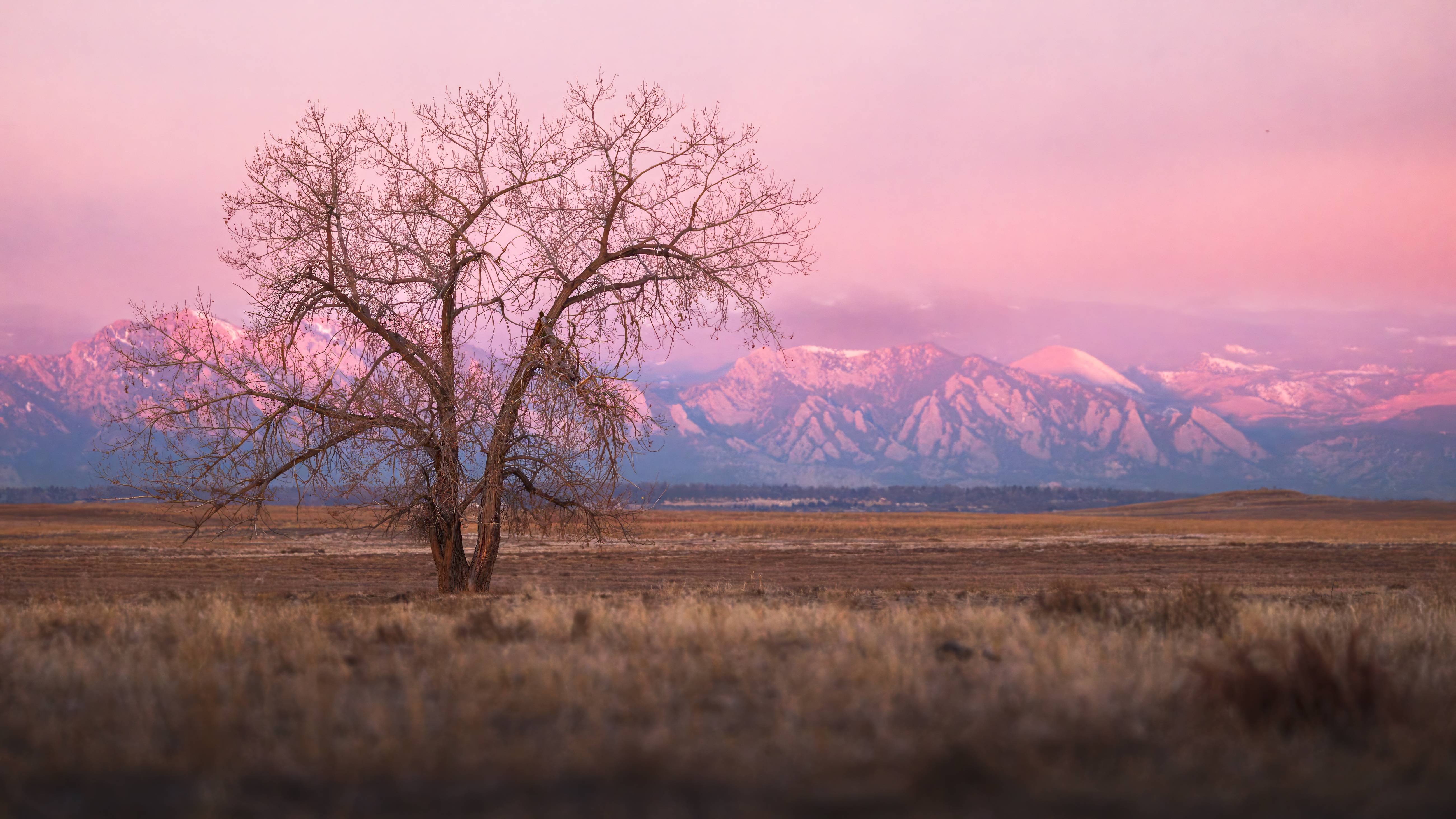 Purple Mountain’s Majesty
