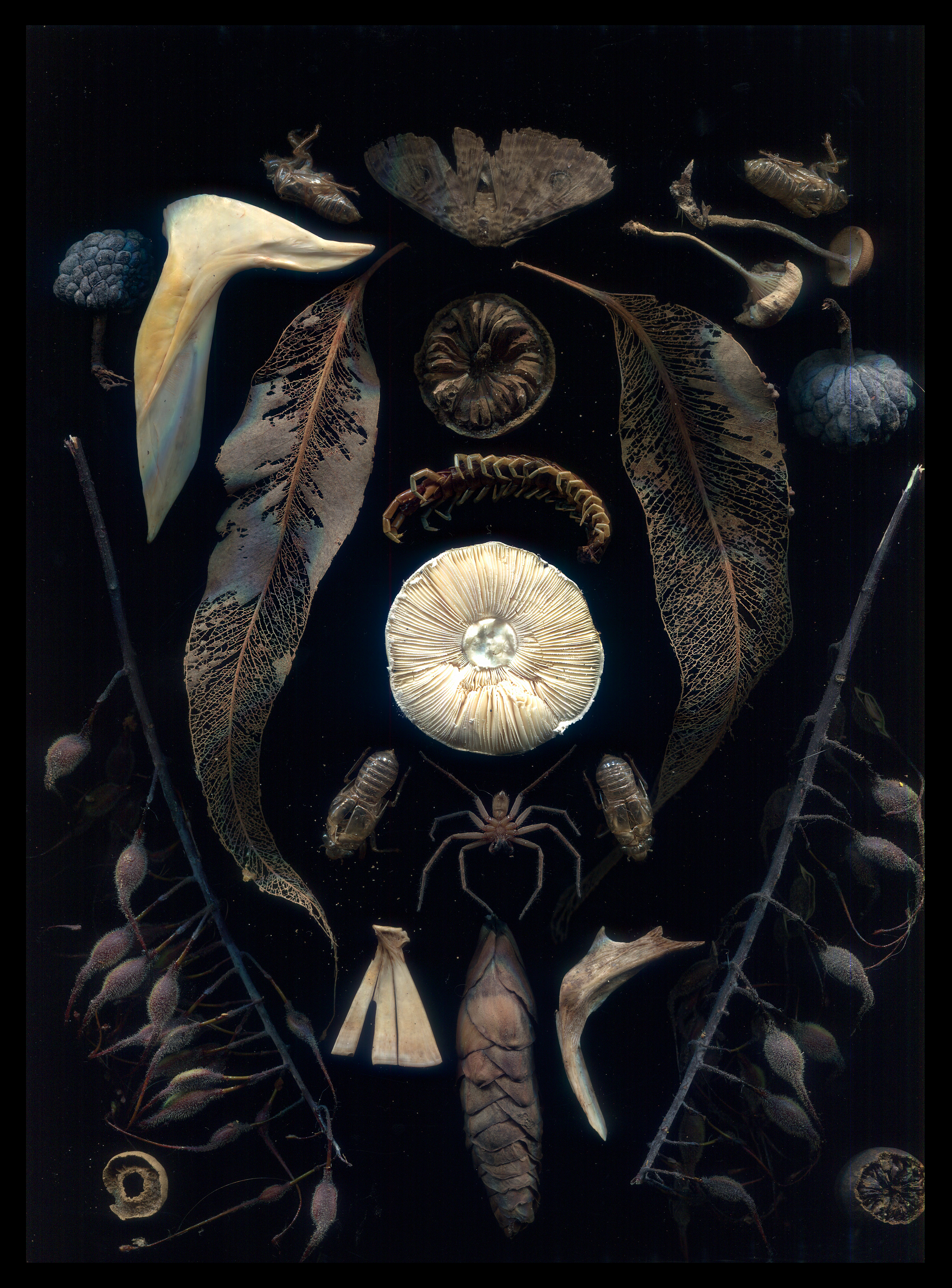 Spider 8/12