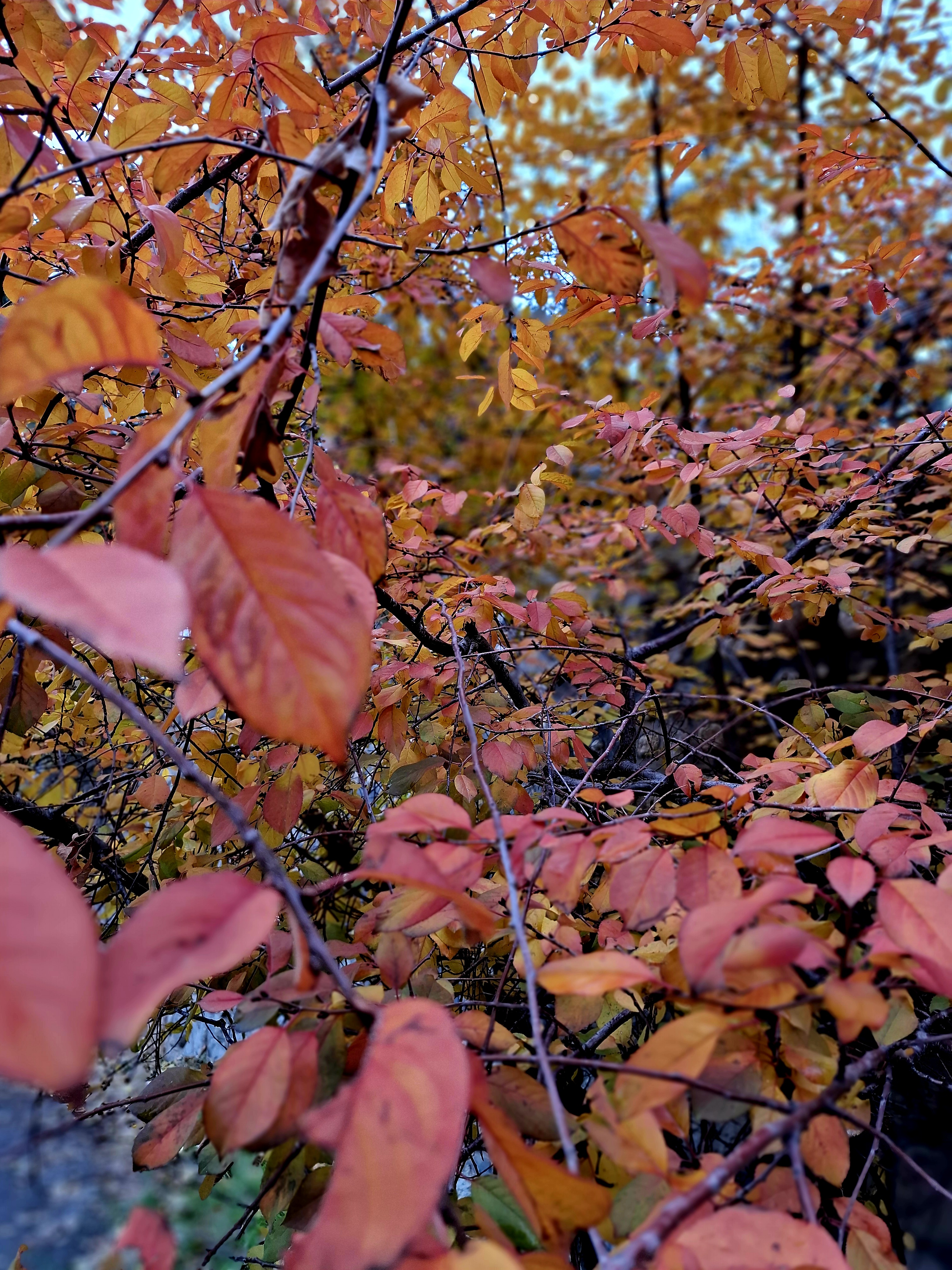Autumn #49