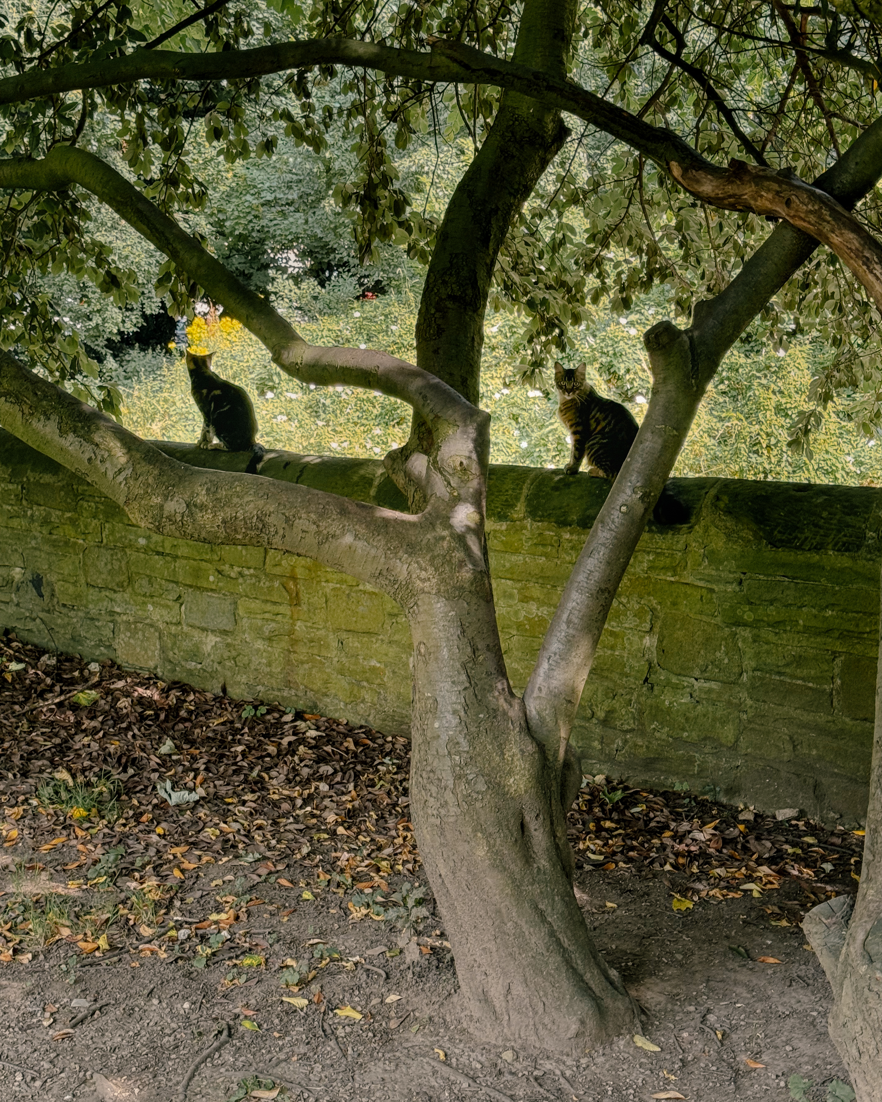 the cats of the cemetery