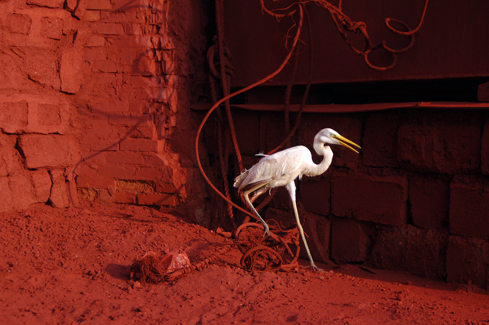 A Nightmare for the Heron - No. 2