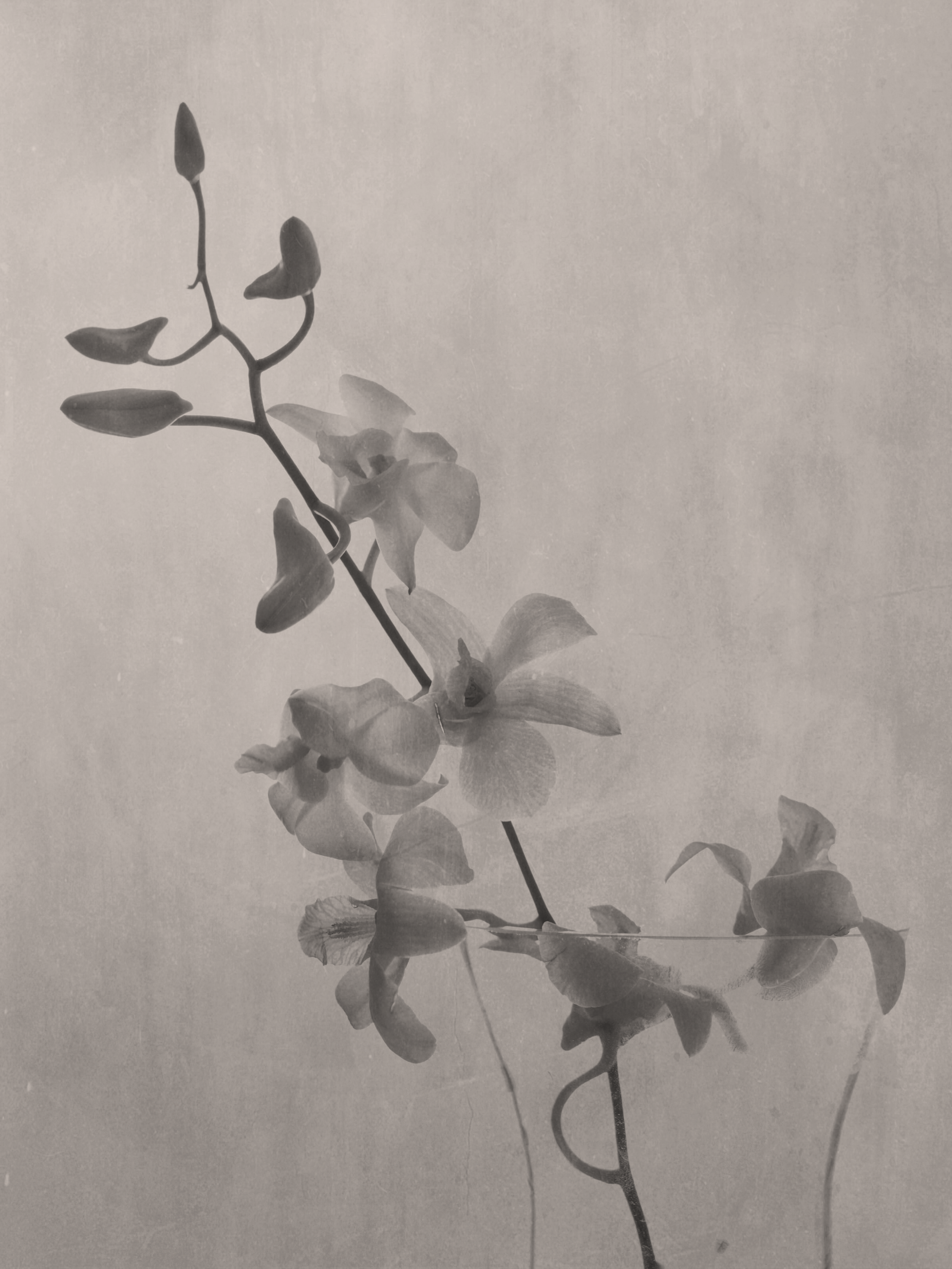 orchids