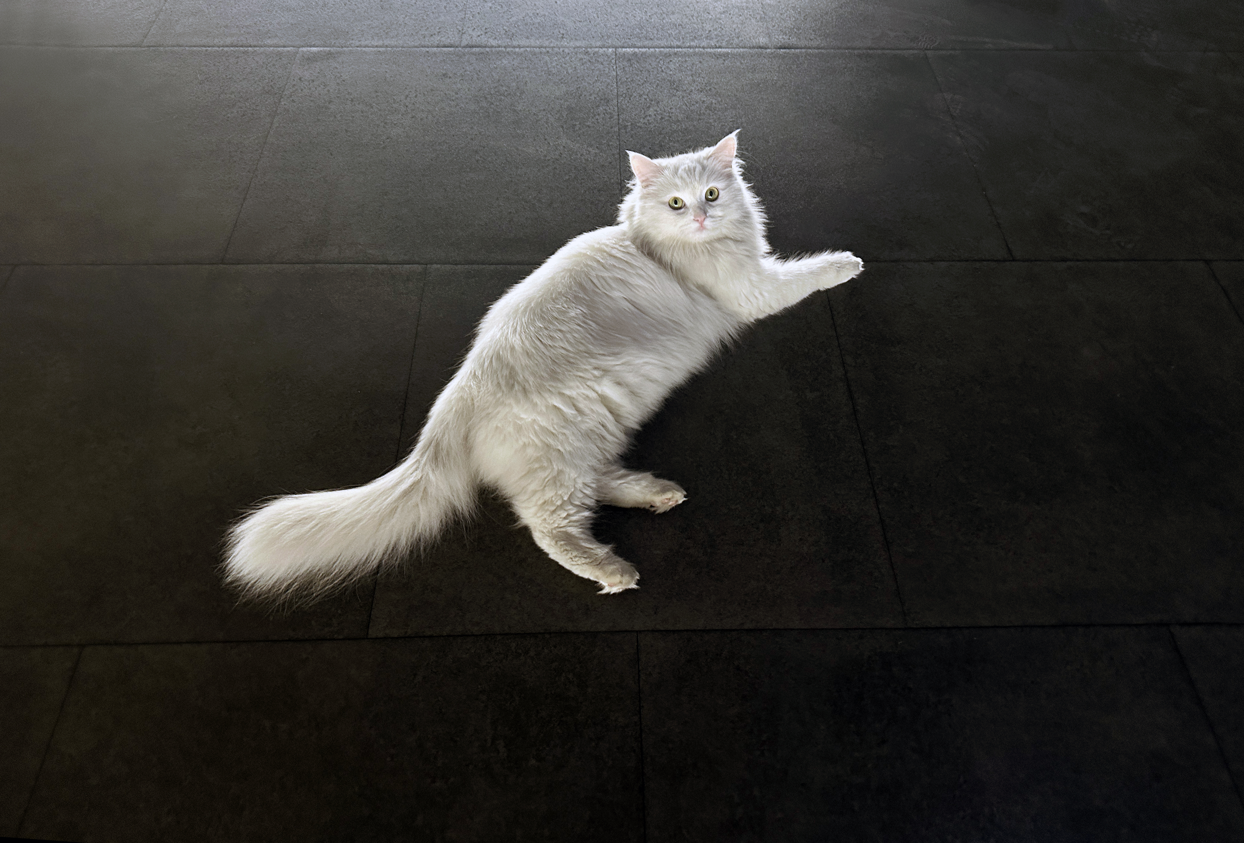 A lovely cat #20