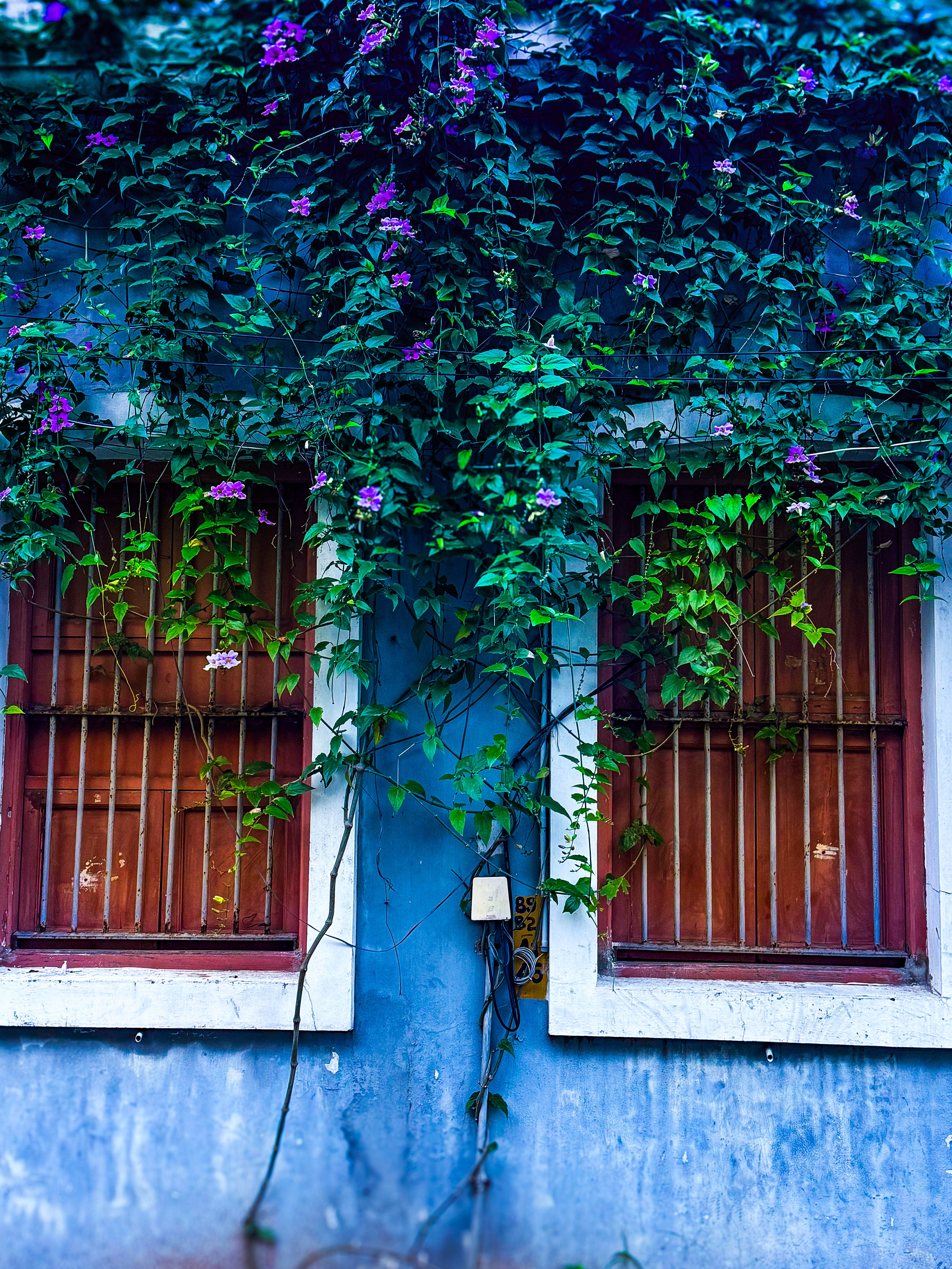Serene Windows