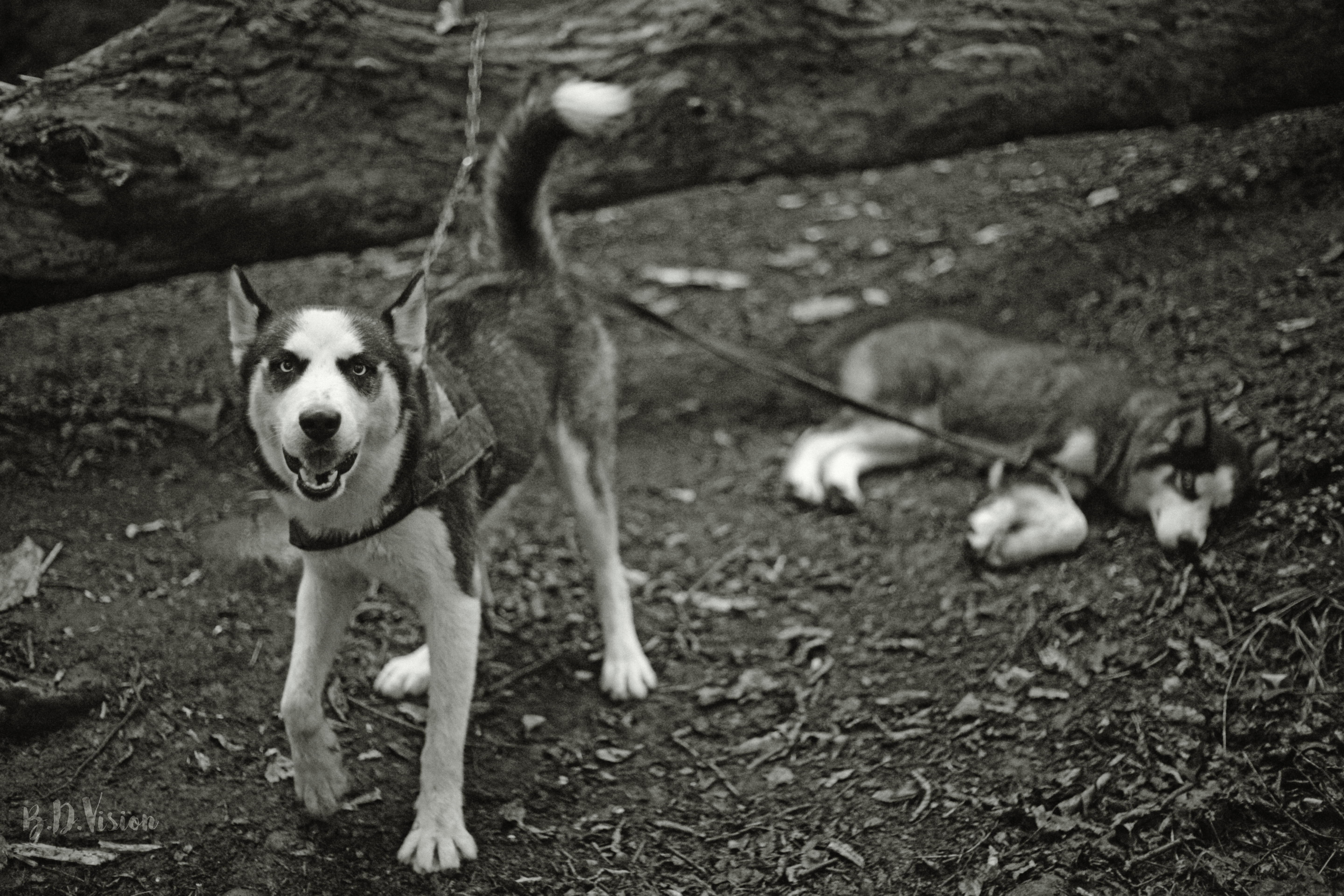 Fierce Loyalty #9