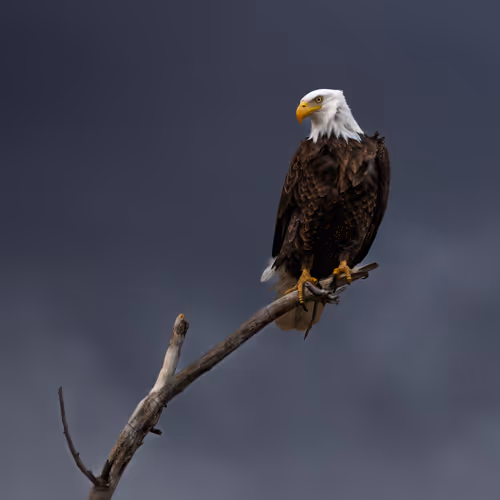 Stormy