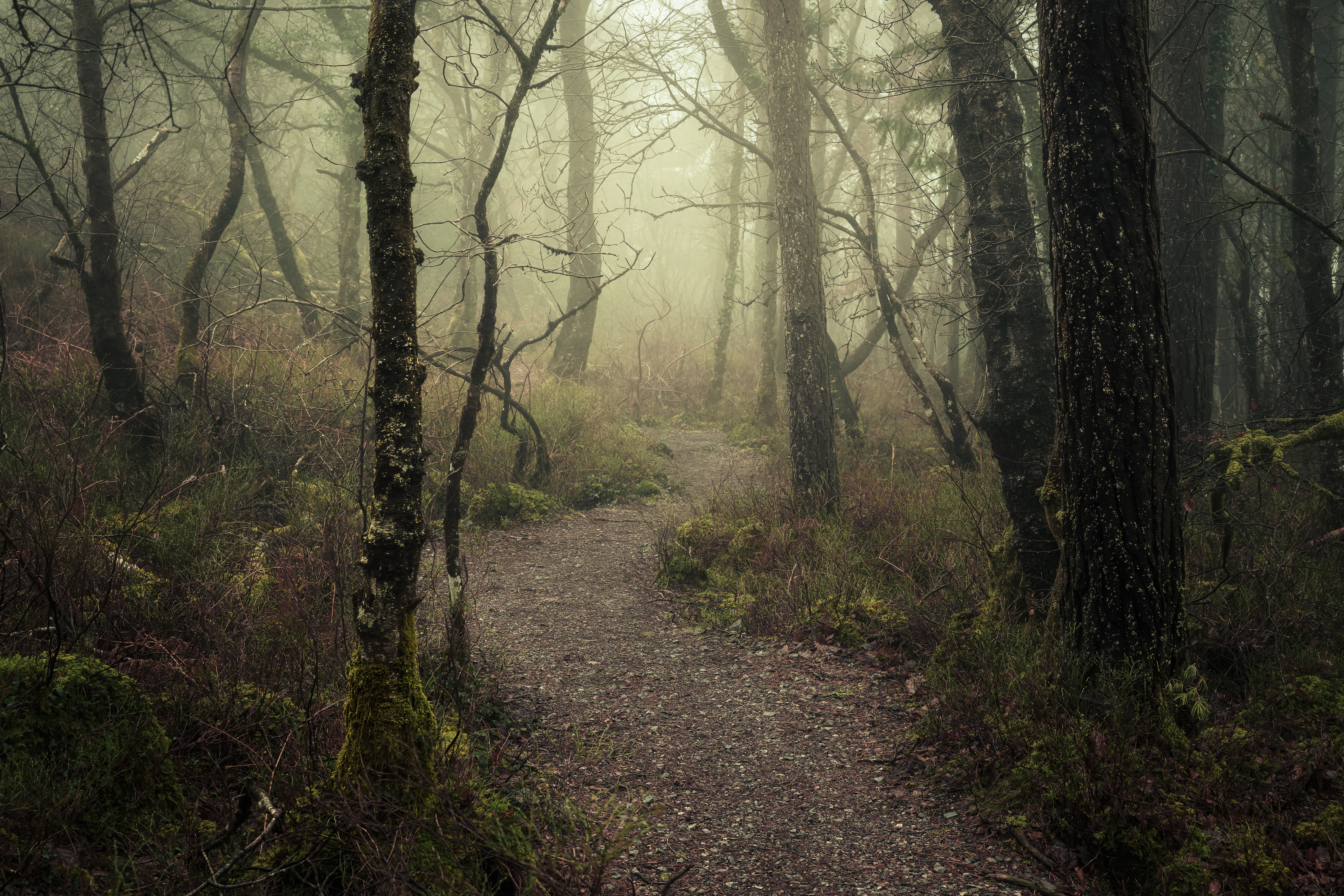The Lost Path