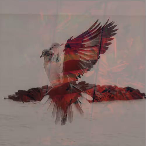 The Birds