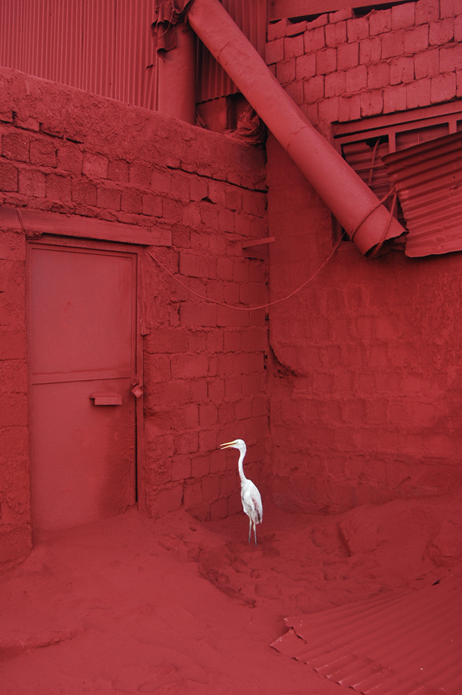 A Nightmare for the Heron - No. 1