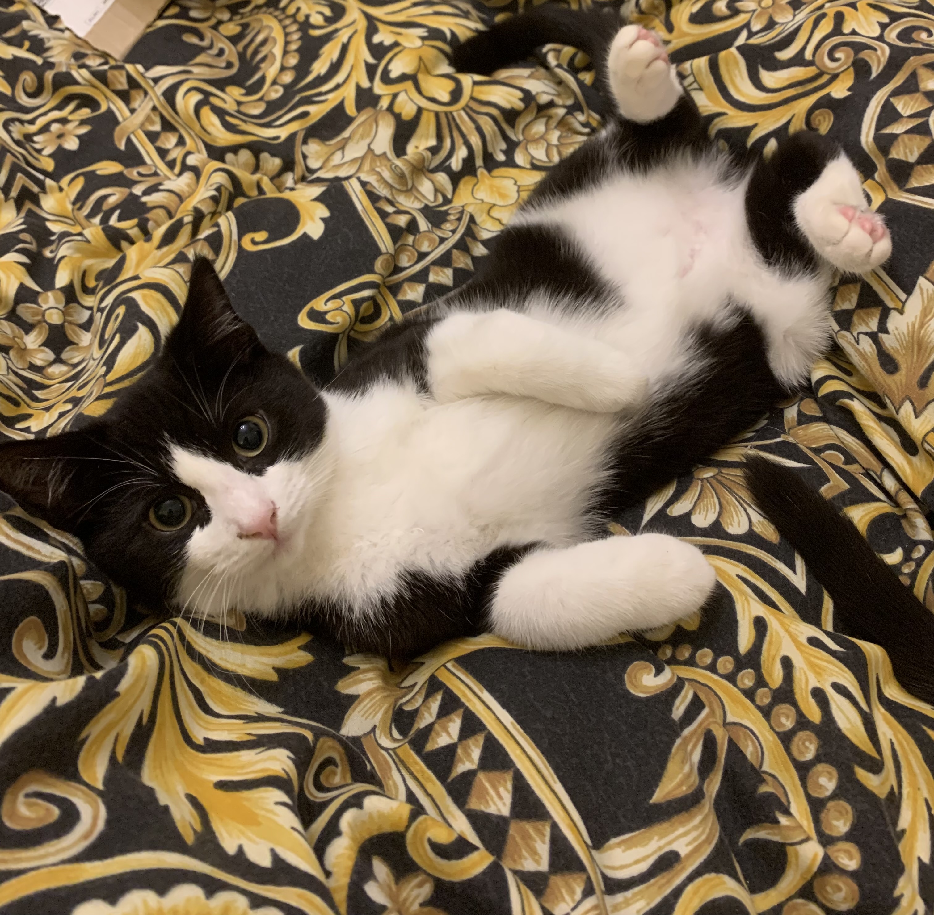 chili the cat