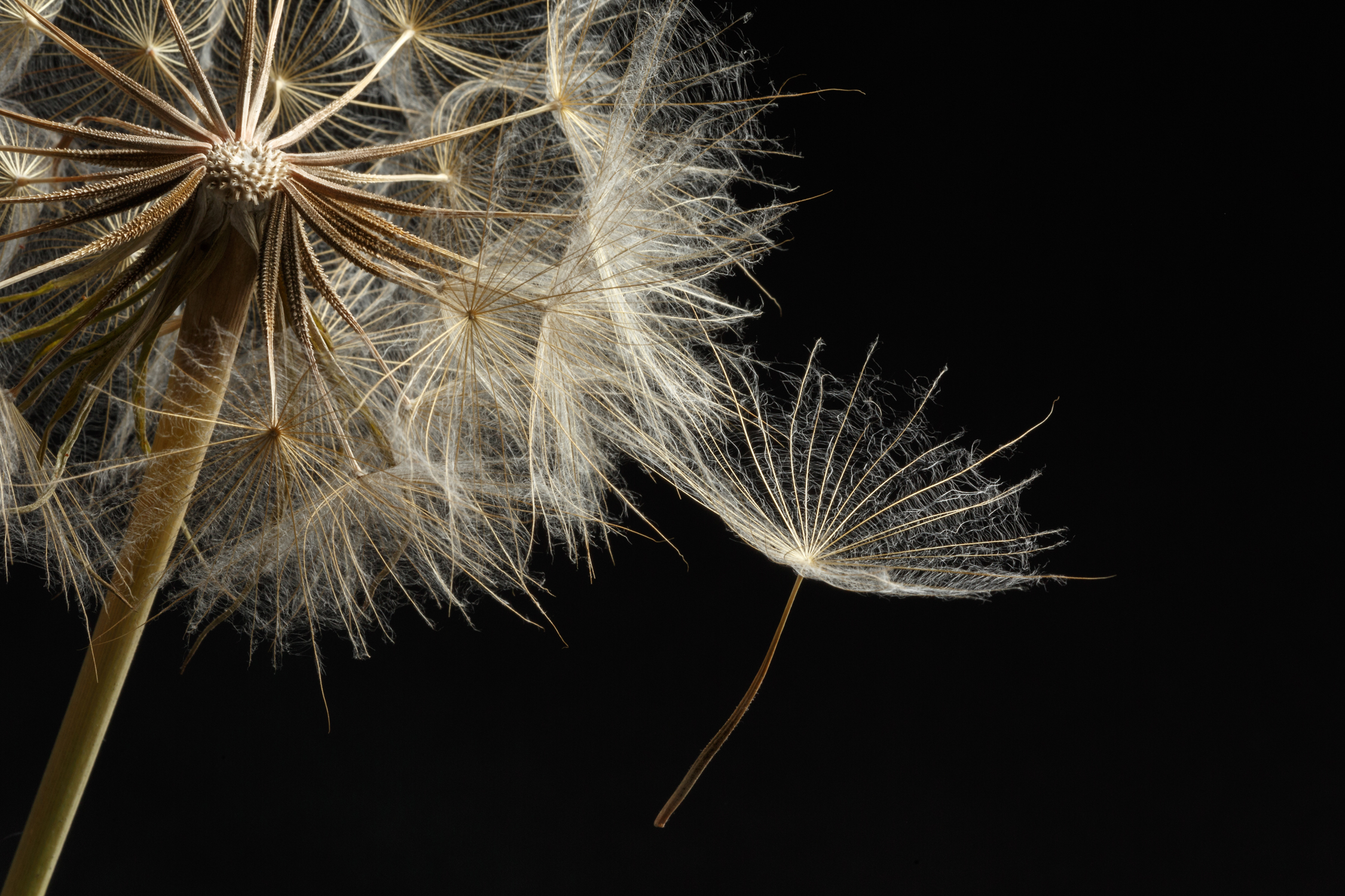 Dandelion