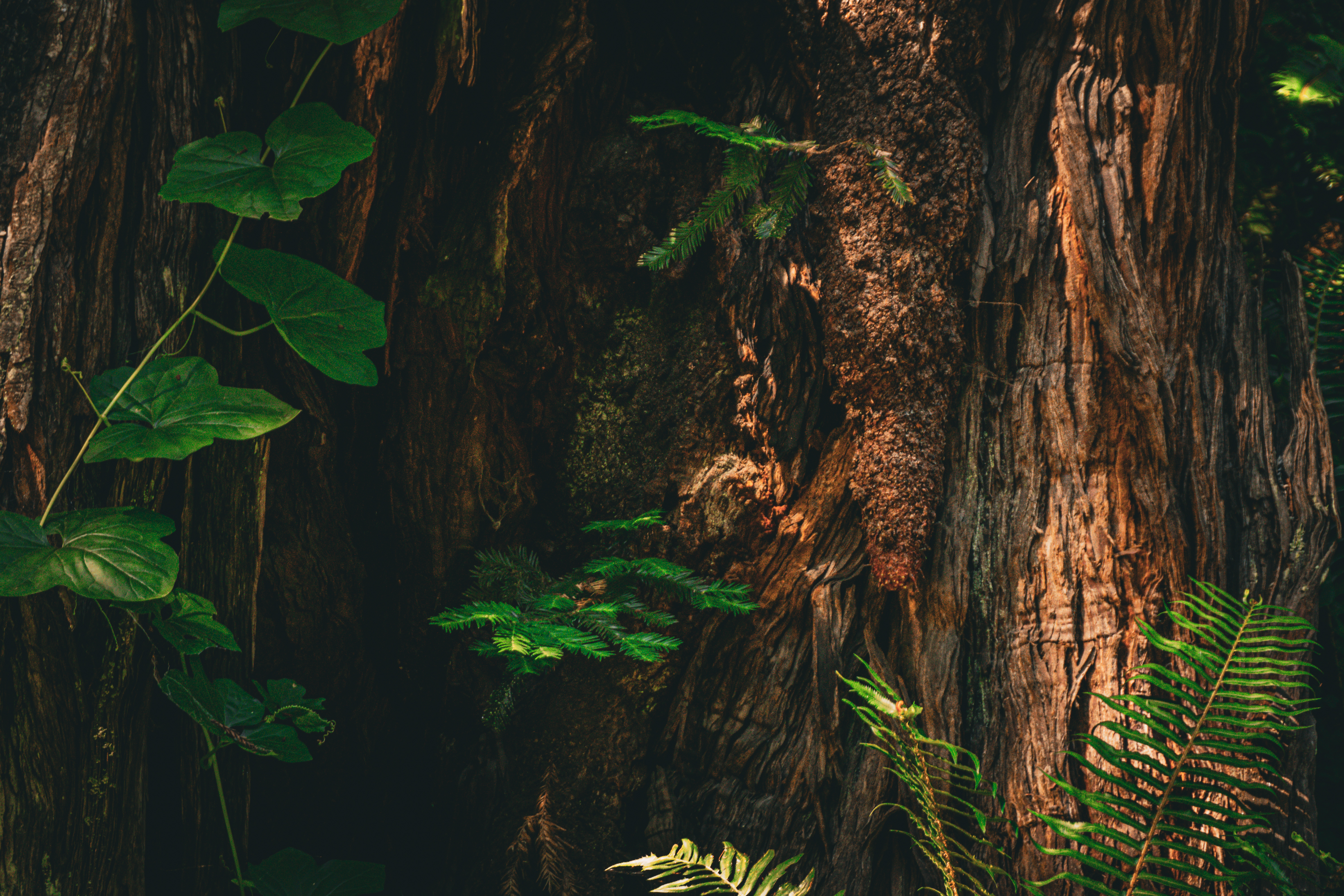 red woods