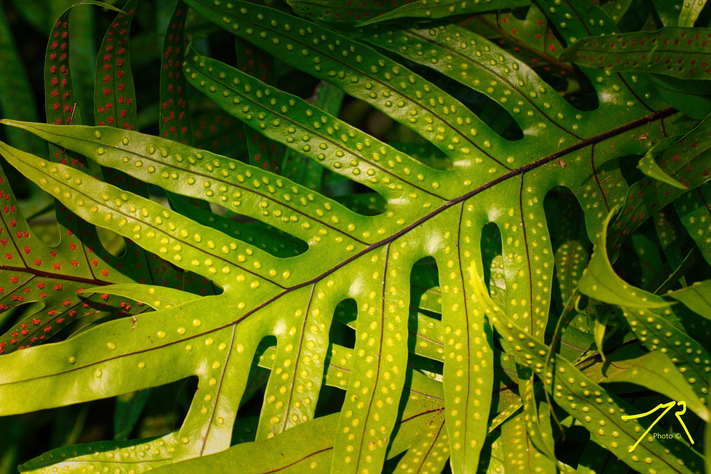 Natura patterns #3 #1