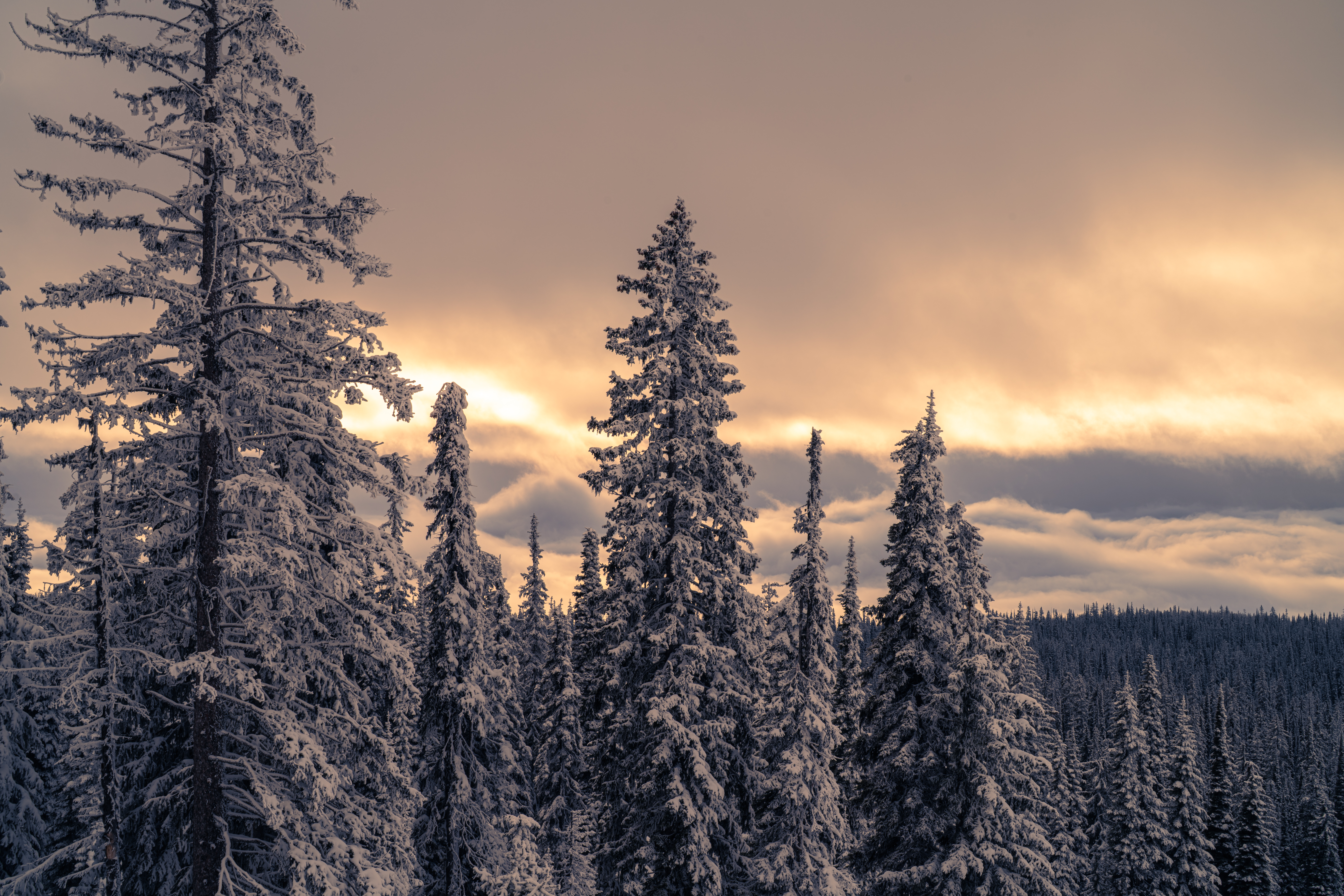 i guess the winter