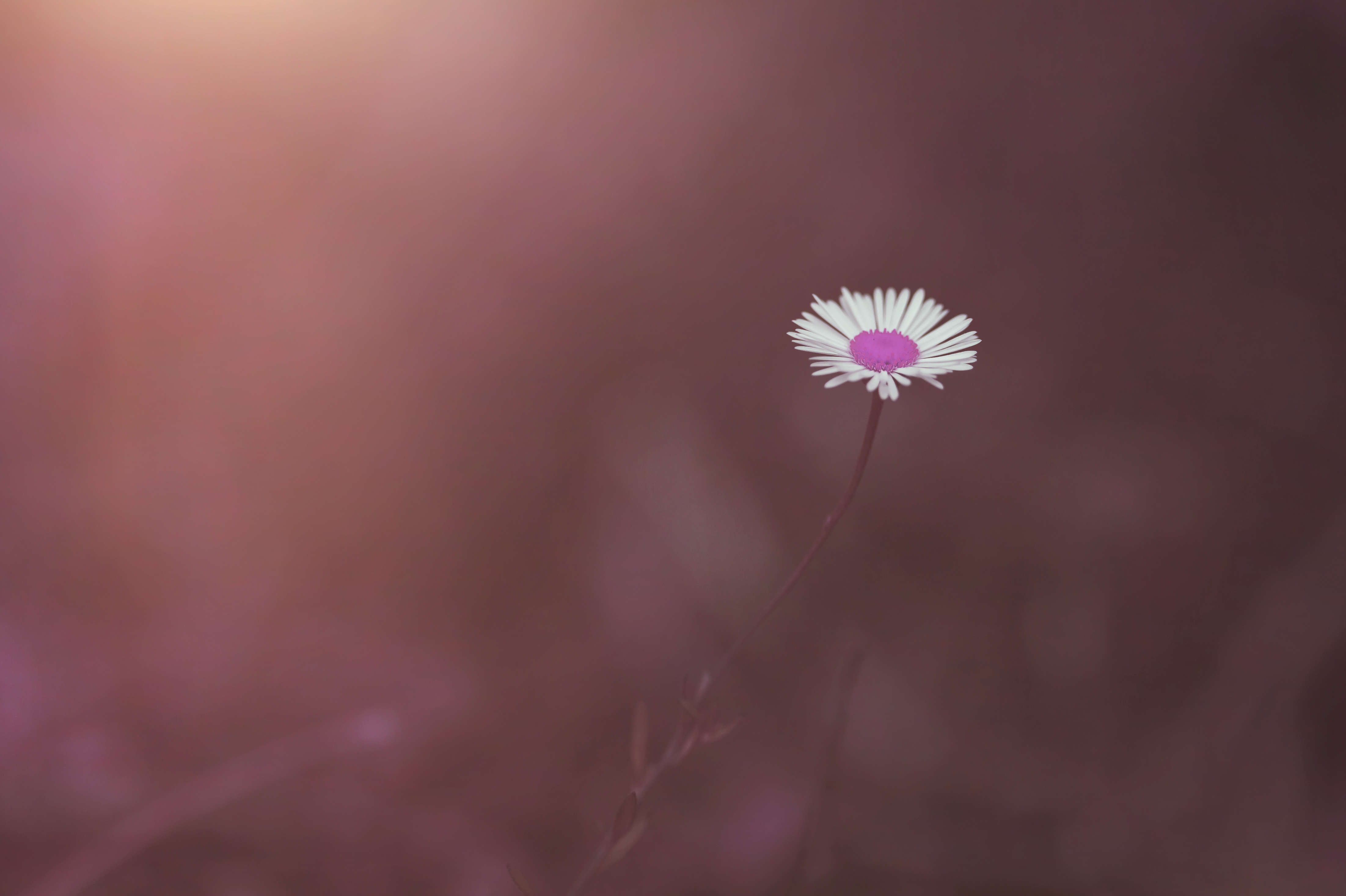 Flora 6