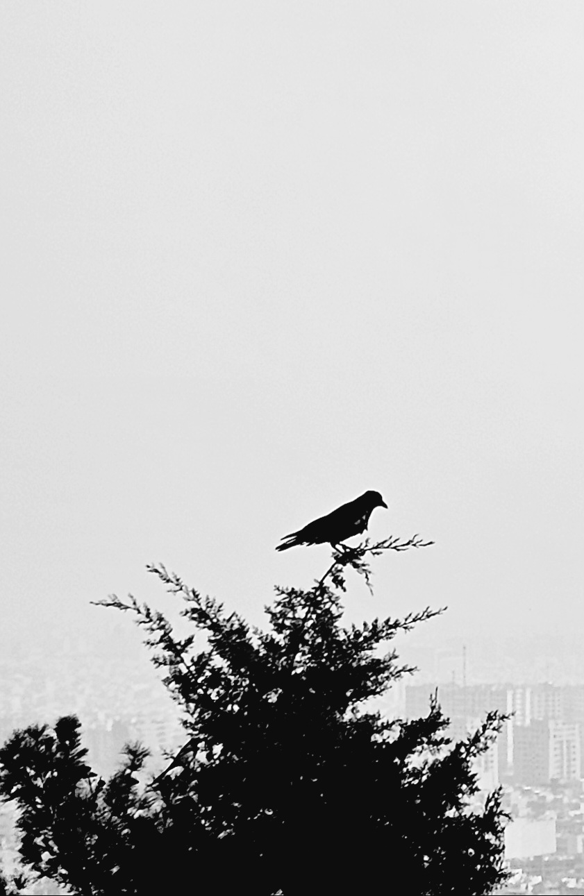 Silent Gaze