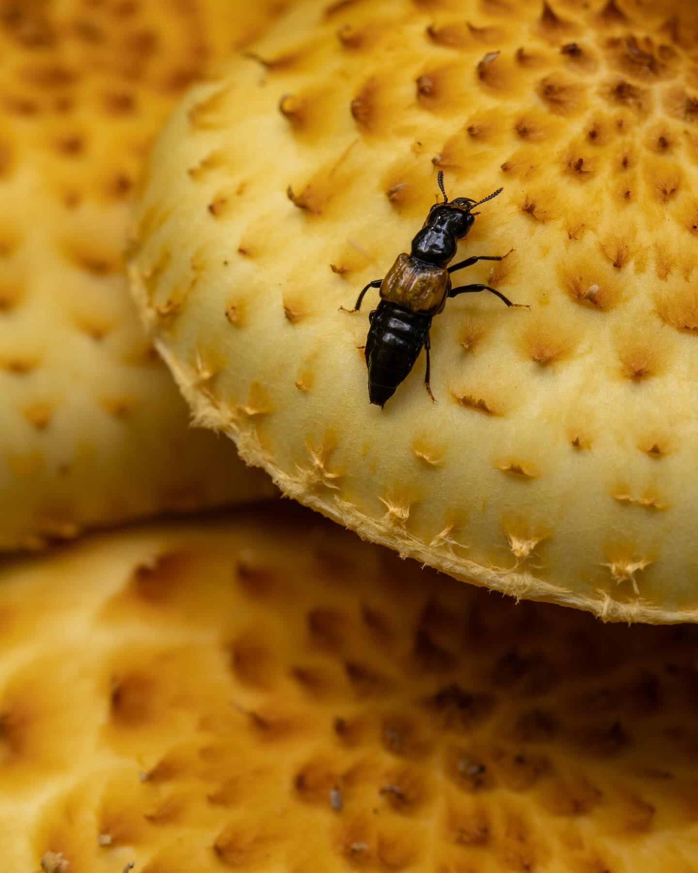 Oxyporus rufipennis, Pholiota aurivella