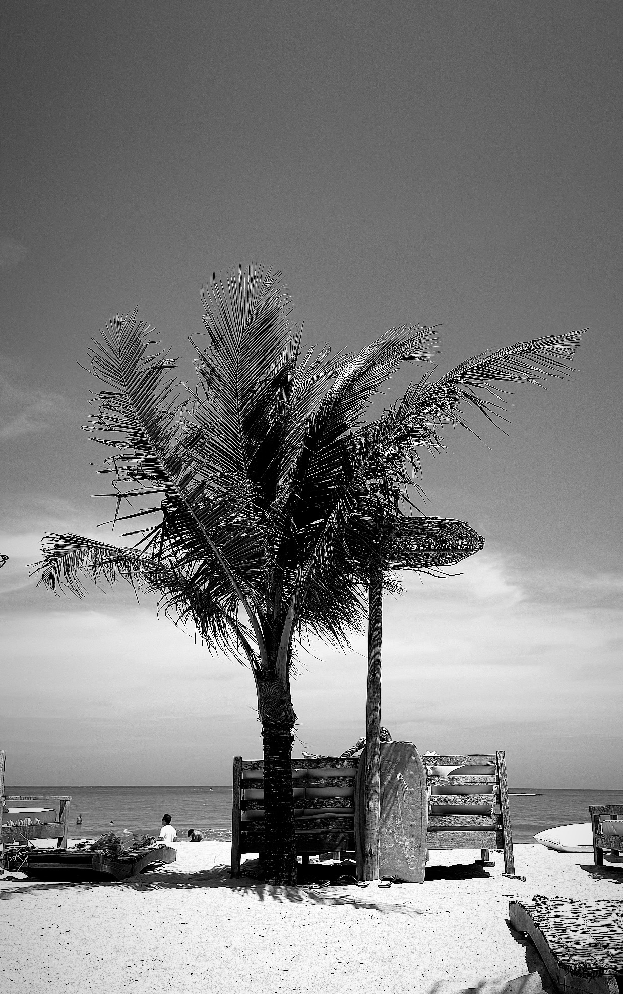 Palmetto