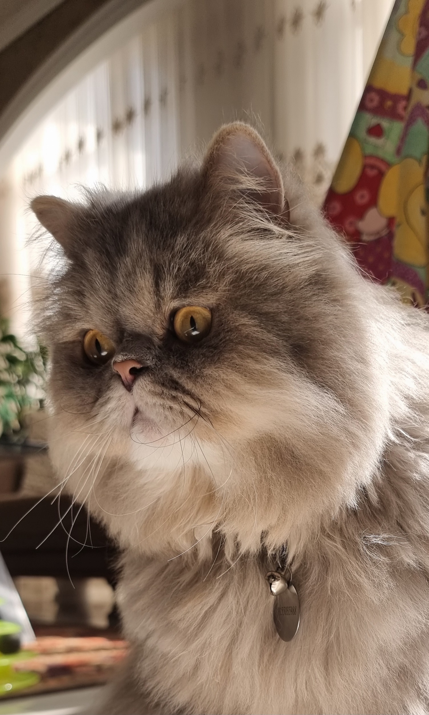 My lovely cat,chico 2 #10