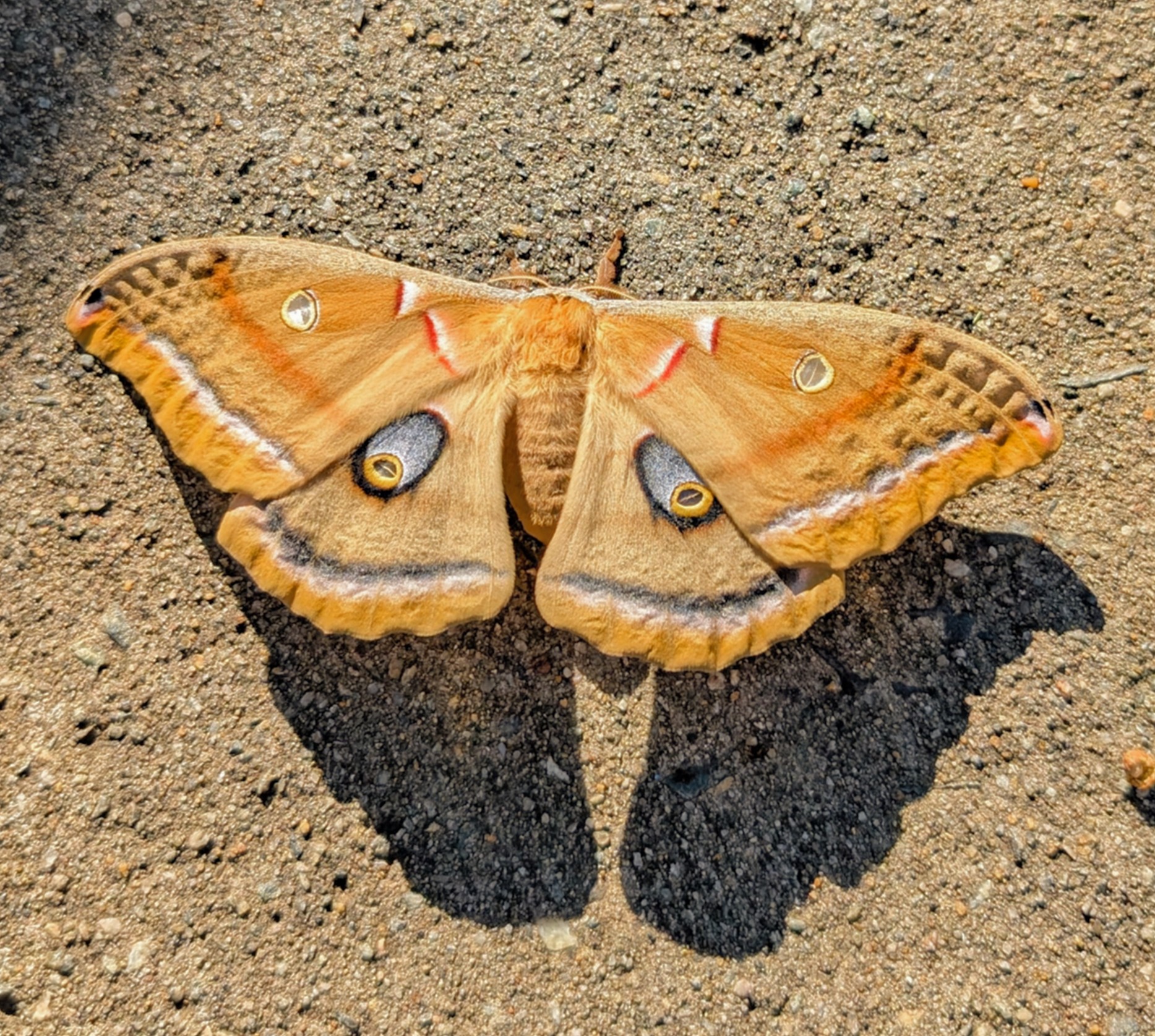 Lepidoptera
