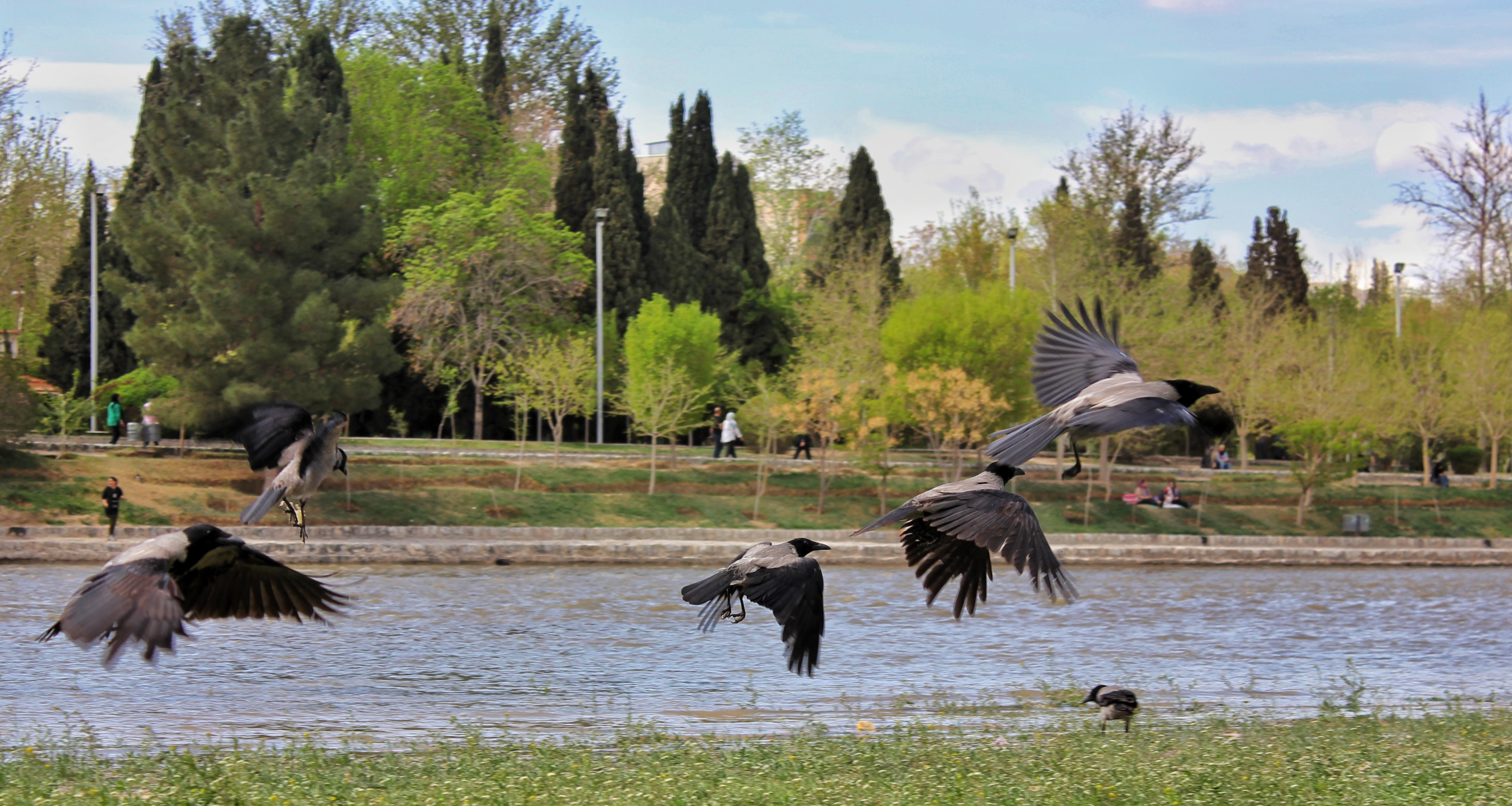 Crows #5