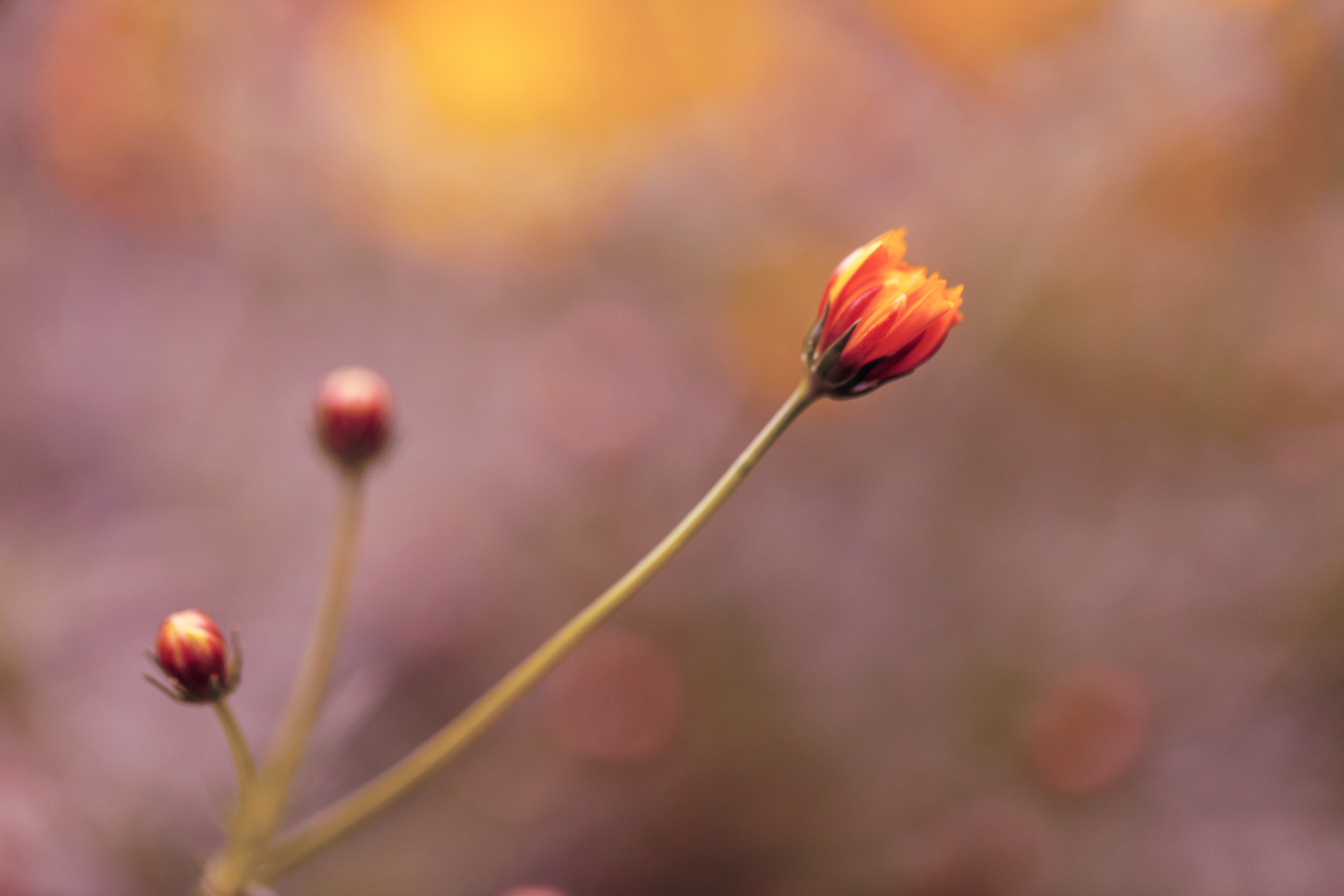 Flora 10