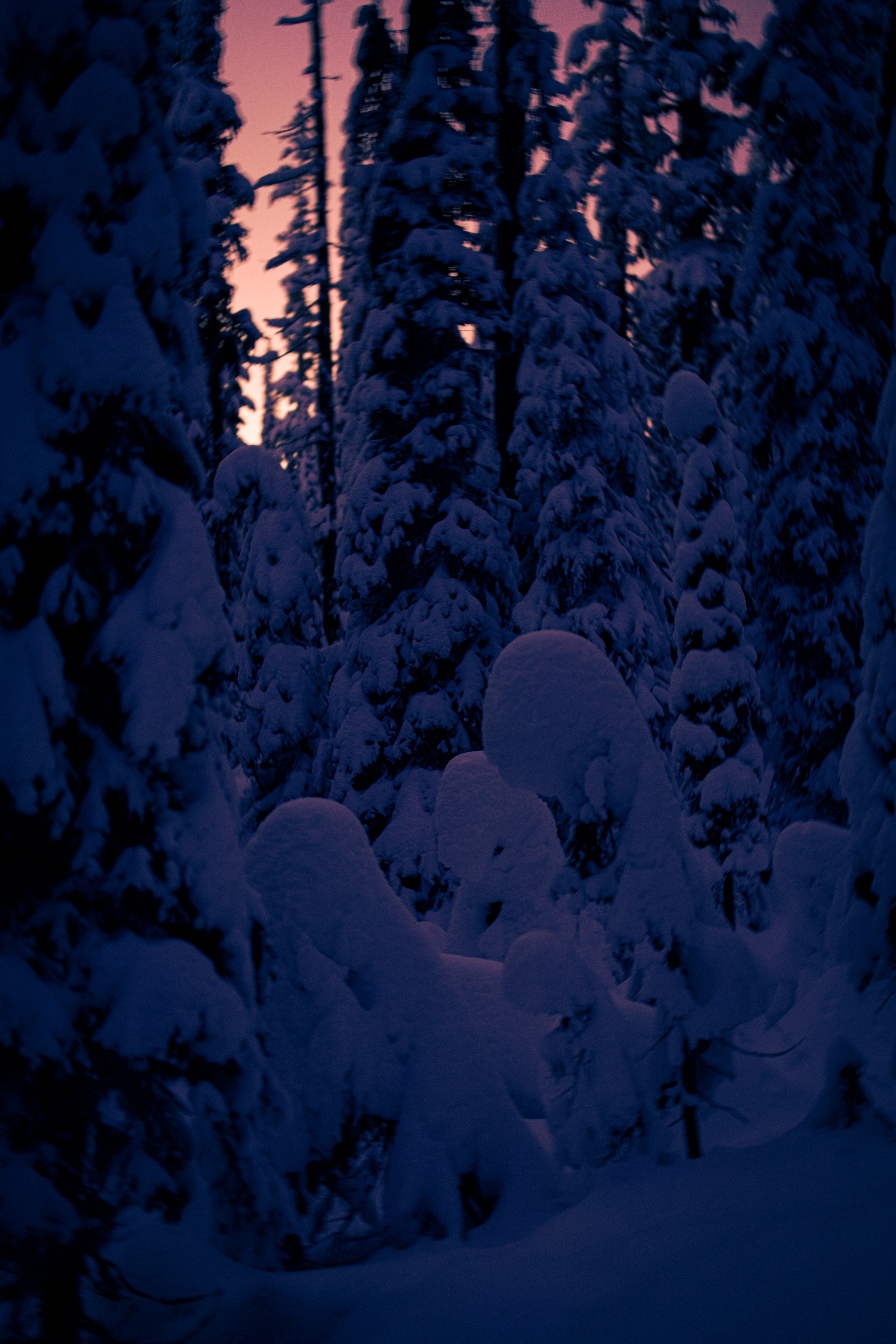 based forest