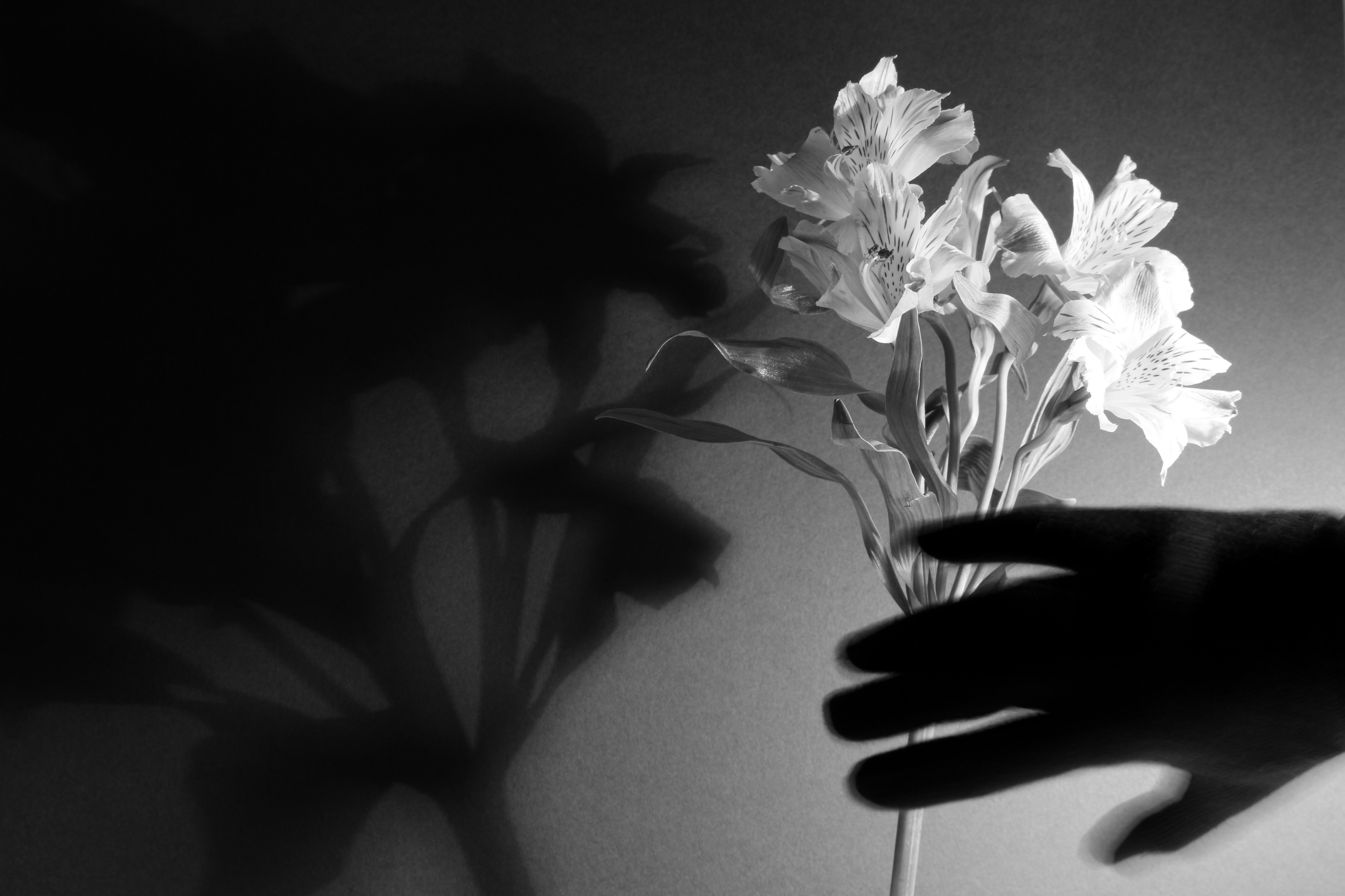 Flowers and Rhyms #1