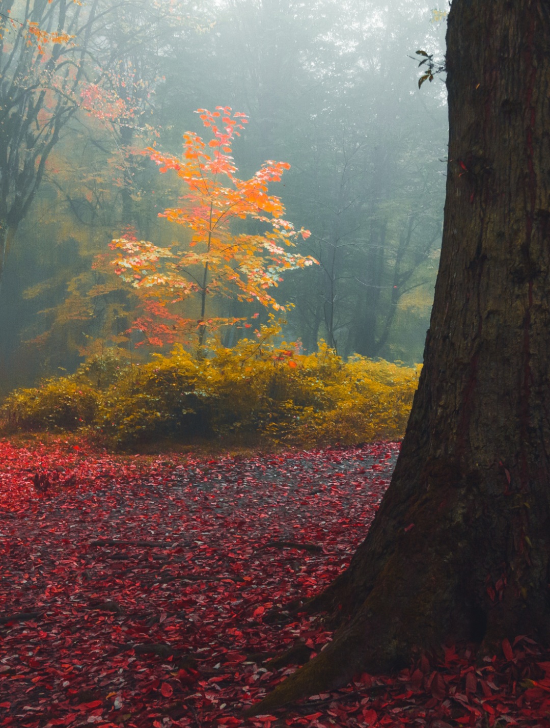 Autumn in the backyard