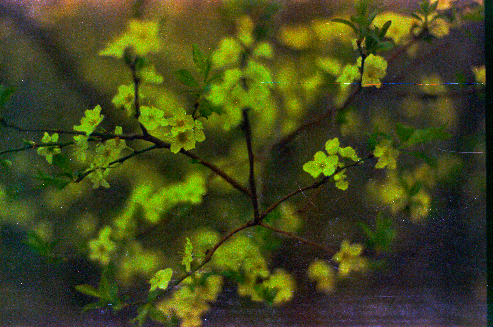 Blossom #23