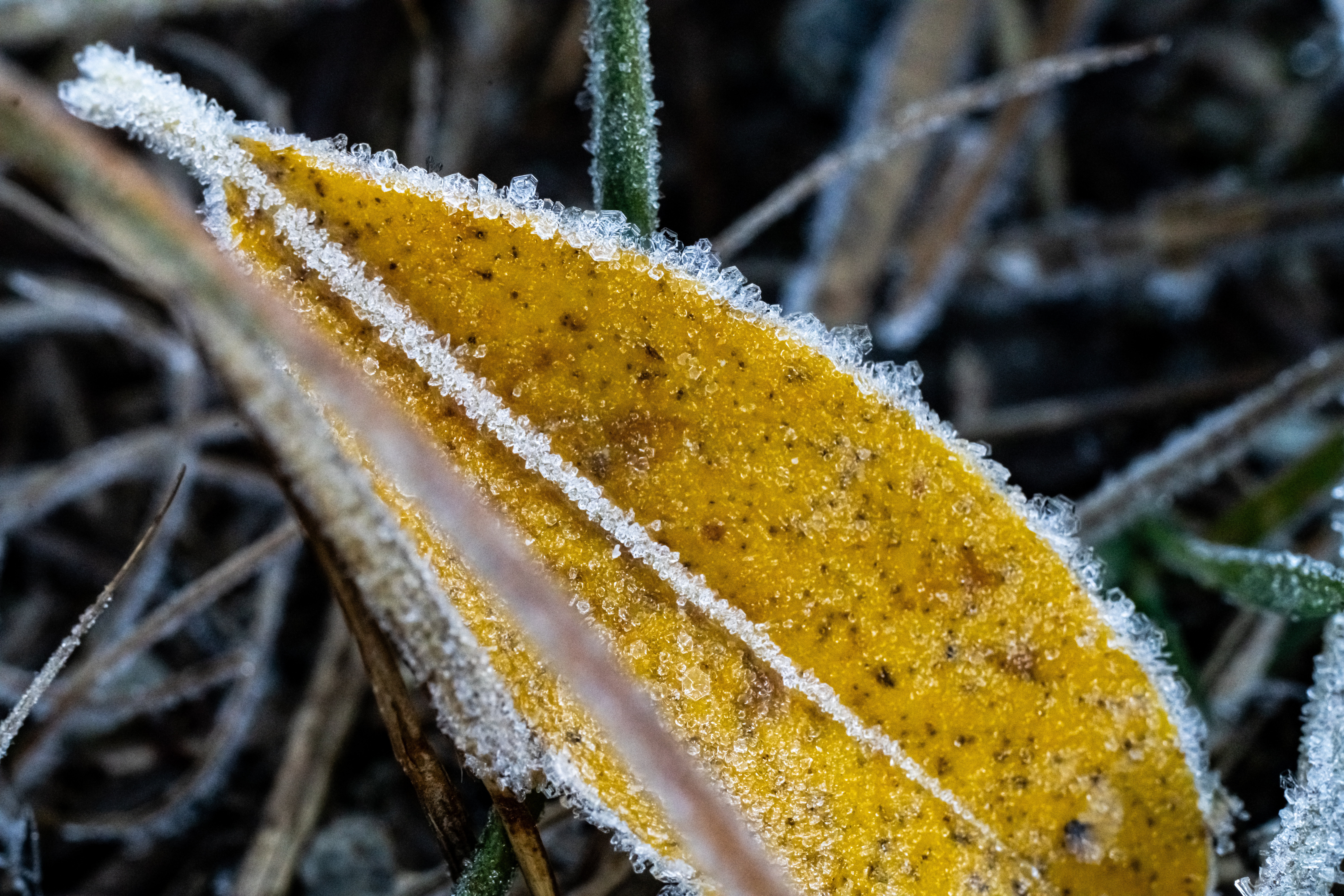 frosted lemon