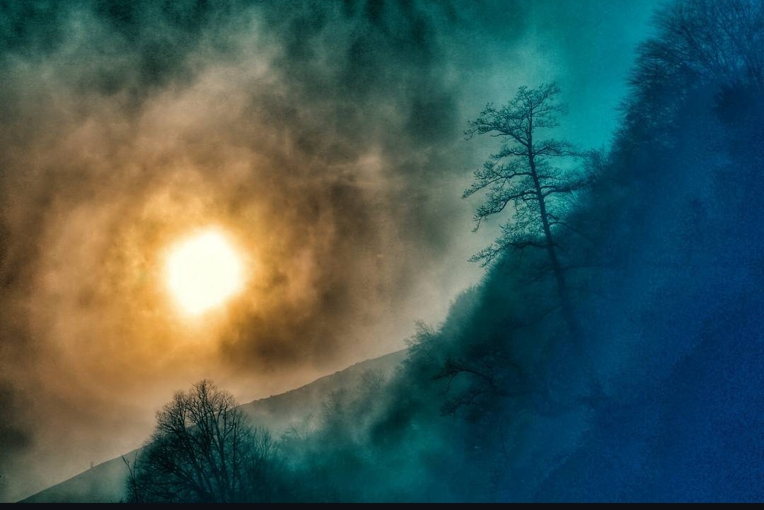 Fog Forest
