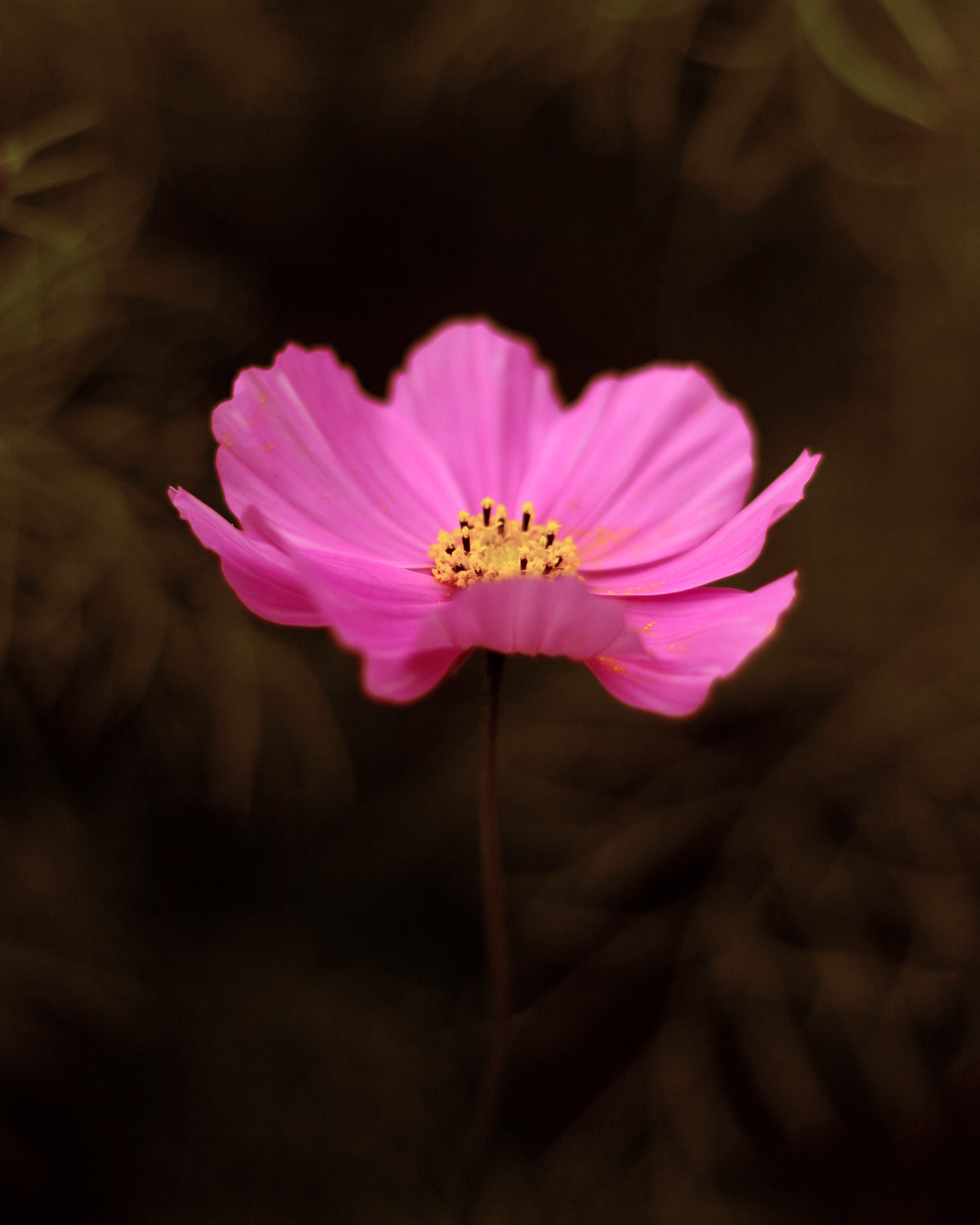 Flora 15