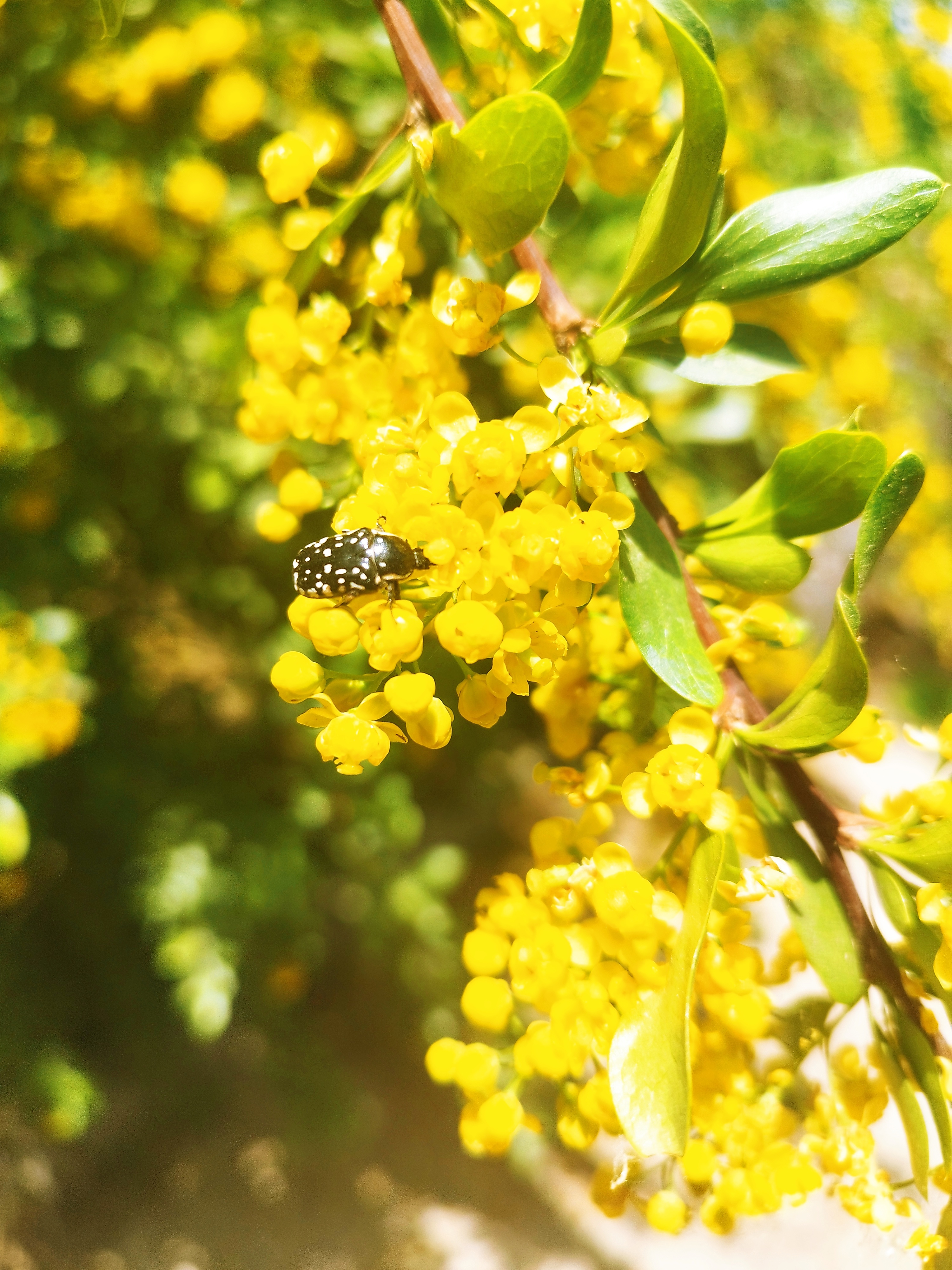 Barberry tree #25